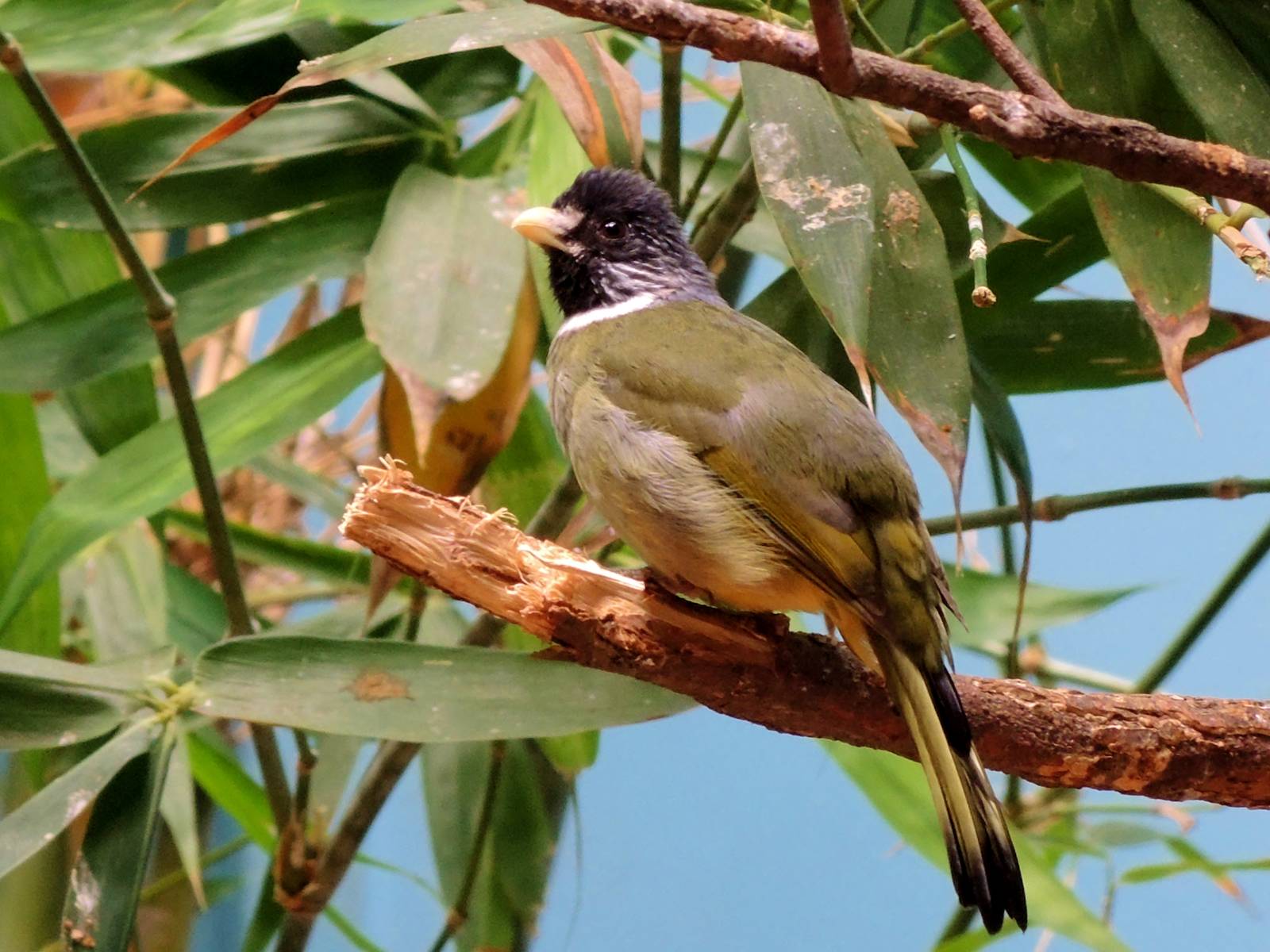 Wildlife Trek - Life in the Forest