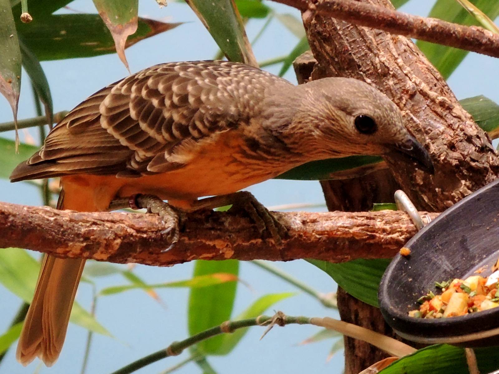 Wildlife Trek - Life in the Forest