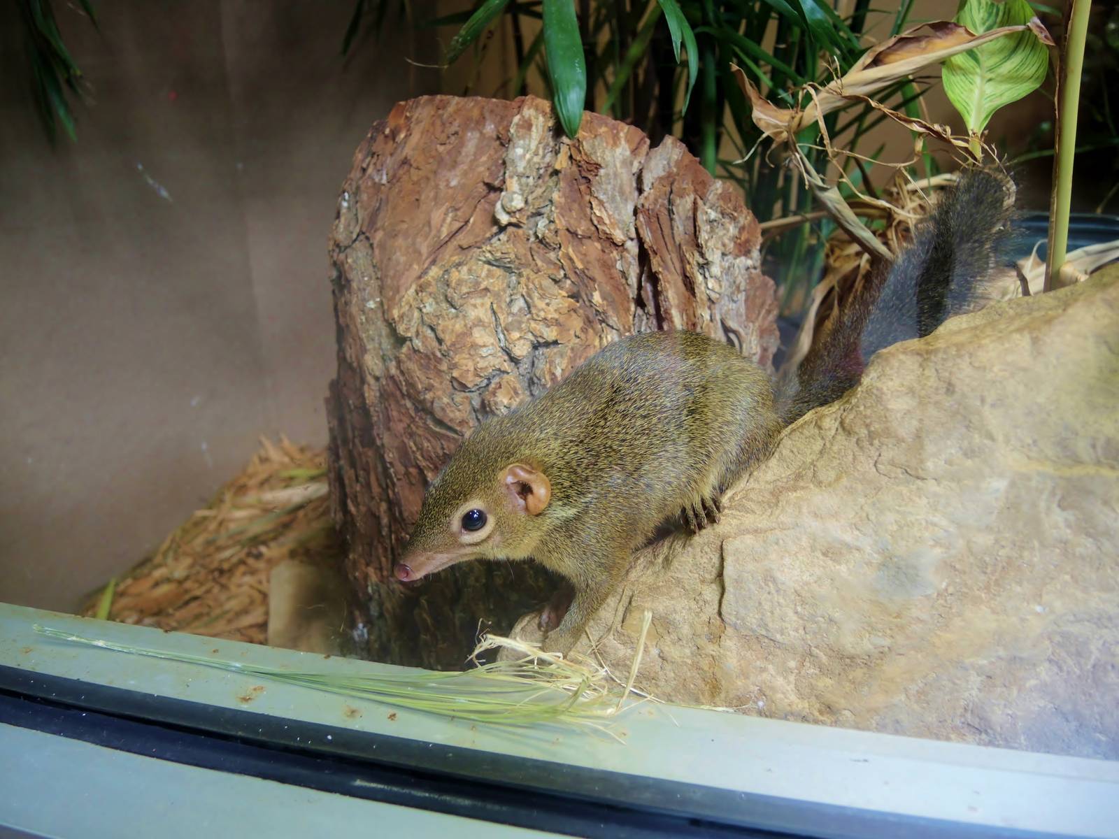 Wildlife Trek - Life in the Forest