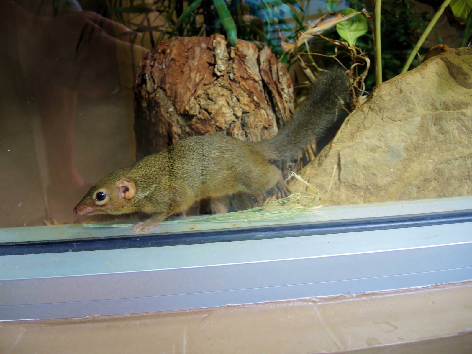 Wildlife Trek - Life in the Forest