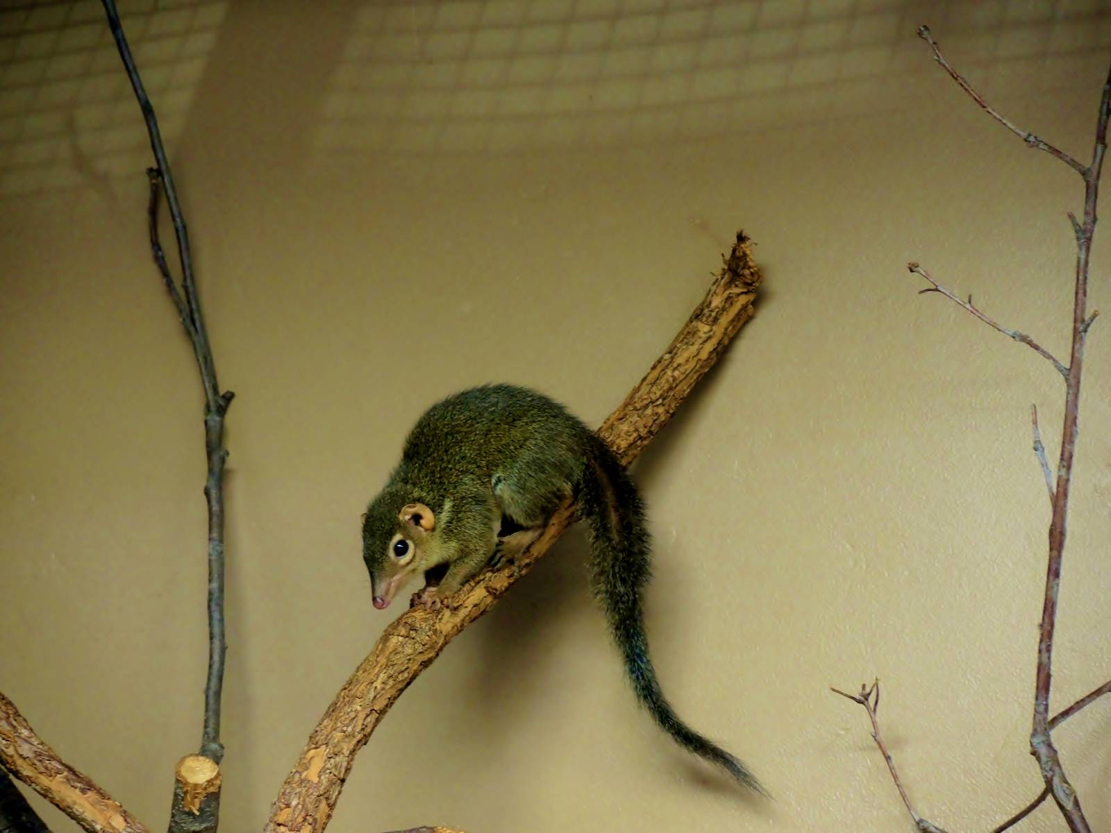 Wildlife Trek - Life in the Forest