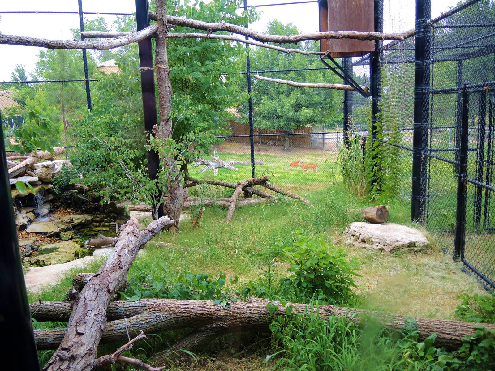 Wildlife Trek - Life in the Forest