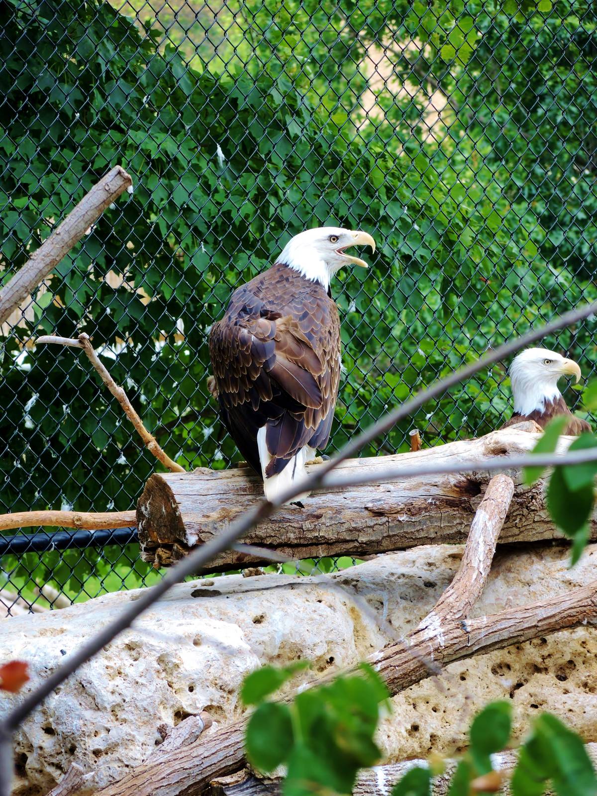 Wildlife Trek - Life in the Forest