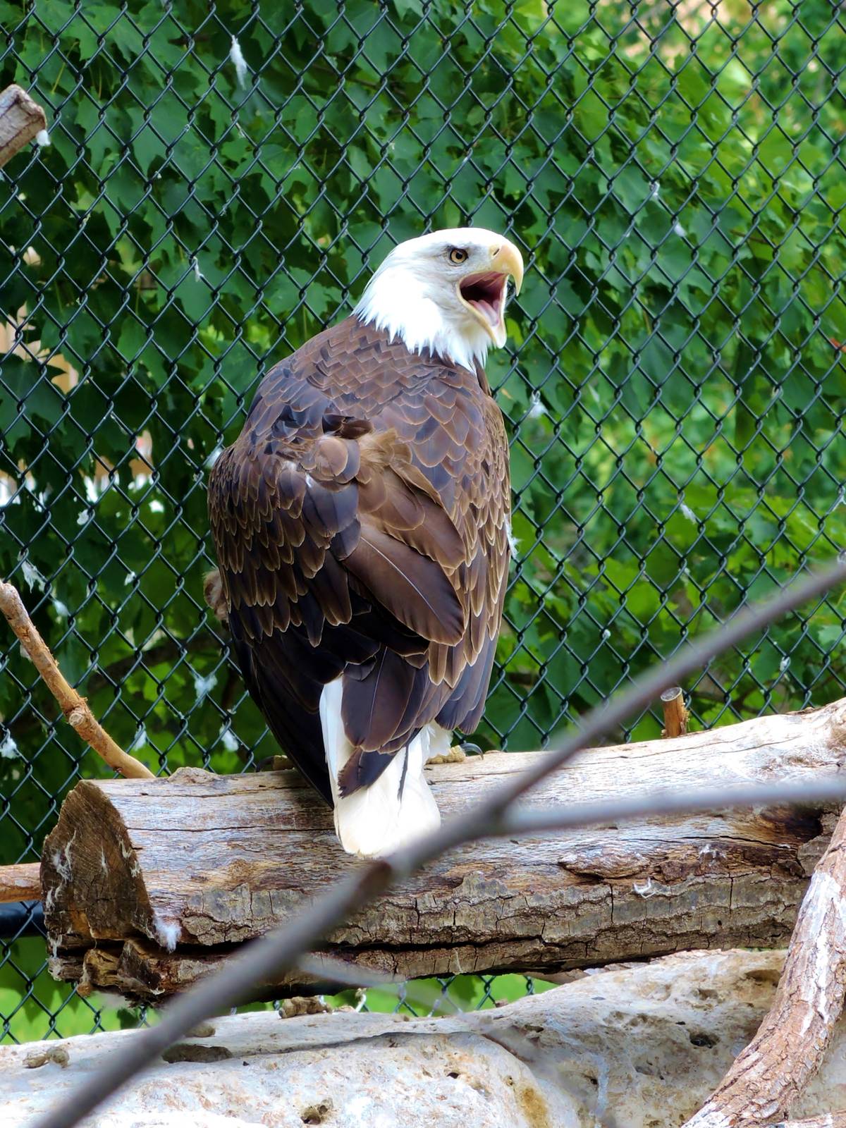 Wildlife Trek - Life in the Forest