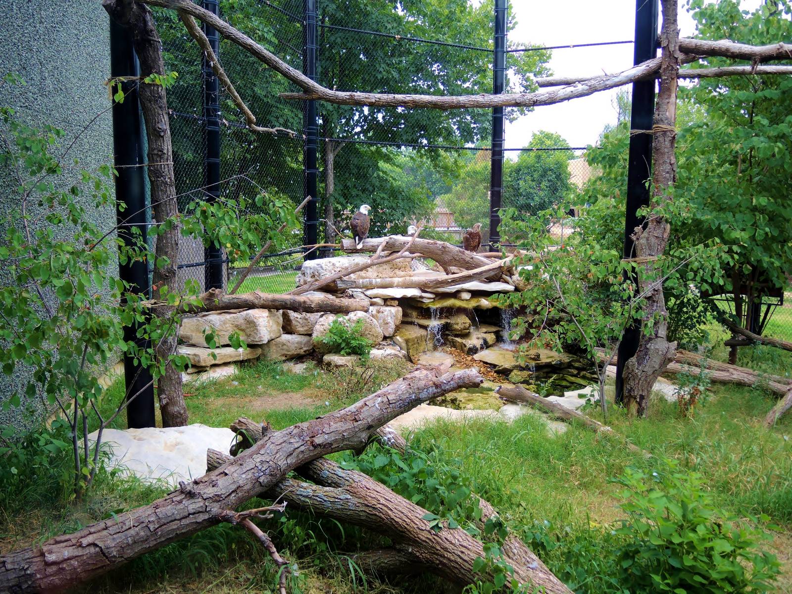 Wildlife Trek - Life in the Forest