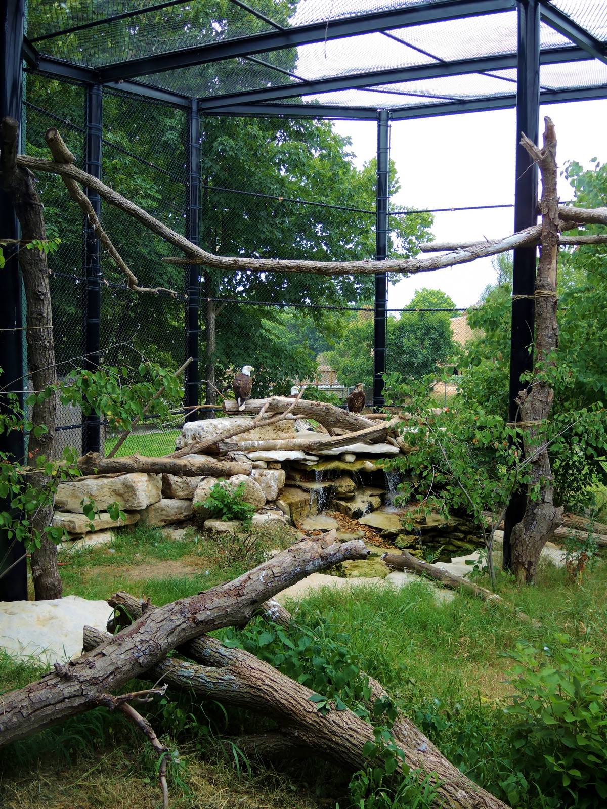 Wildlife Trek - Life in the Forest