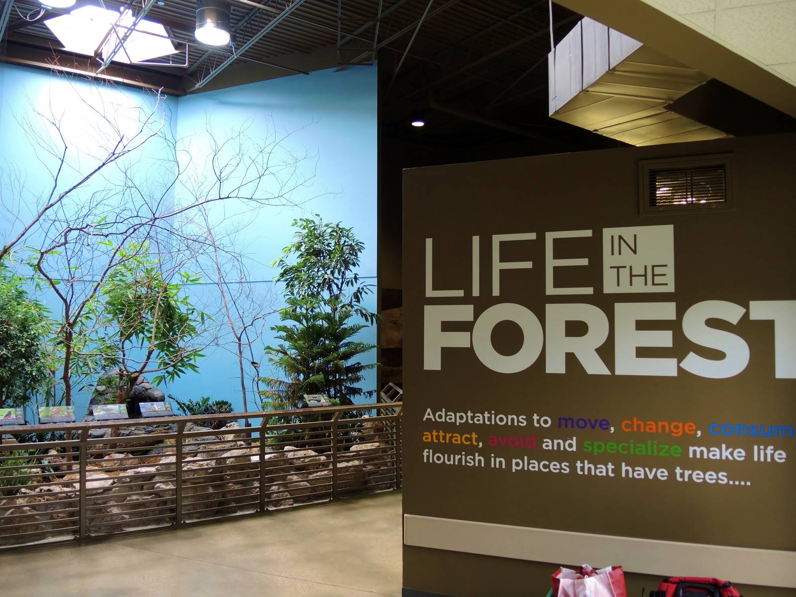 Wildlife Trek - Life in the Forest