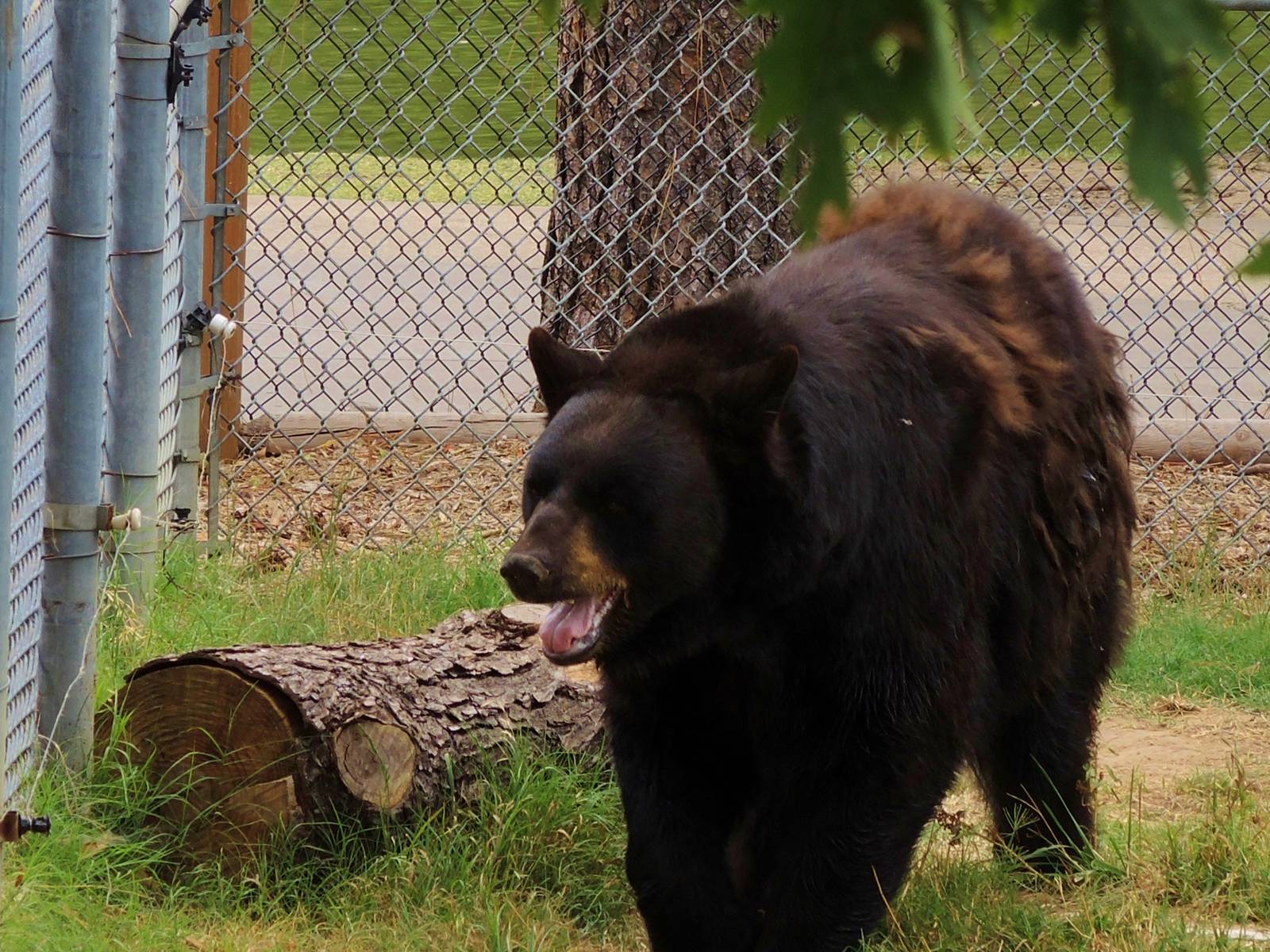 Wildlife Trek - Life in the Forest