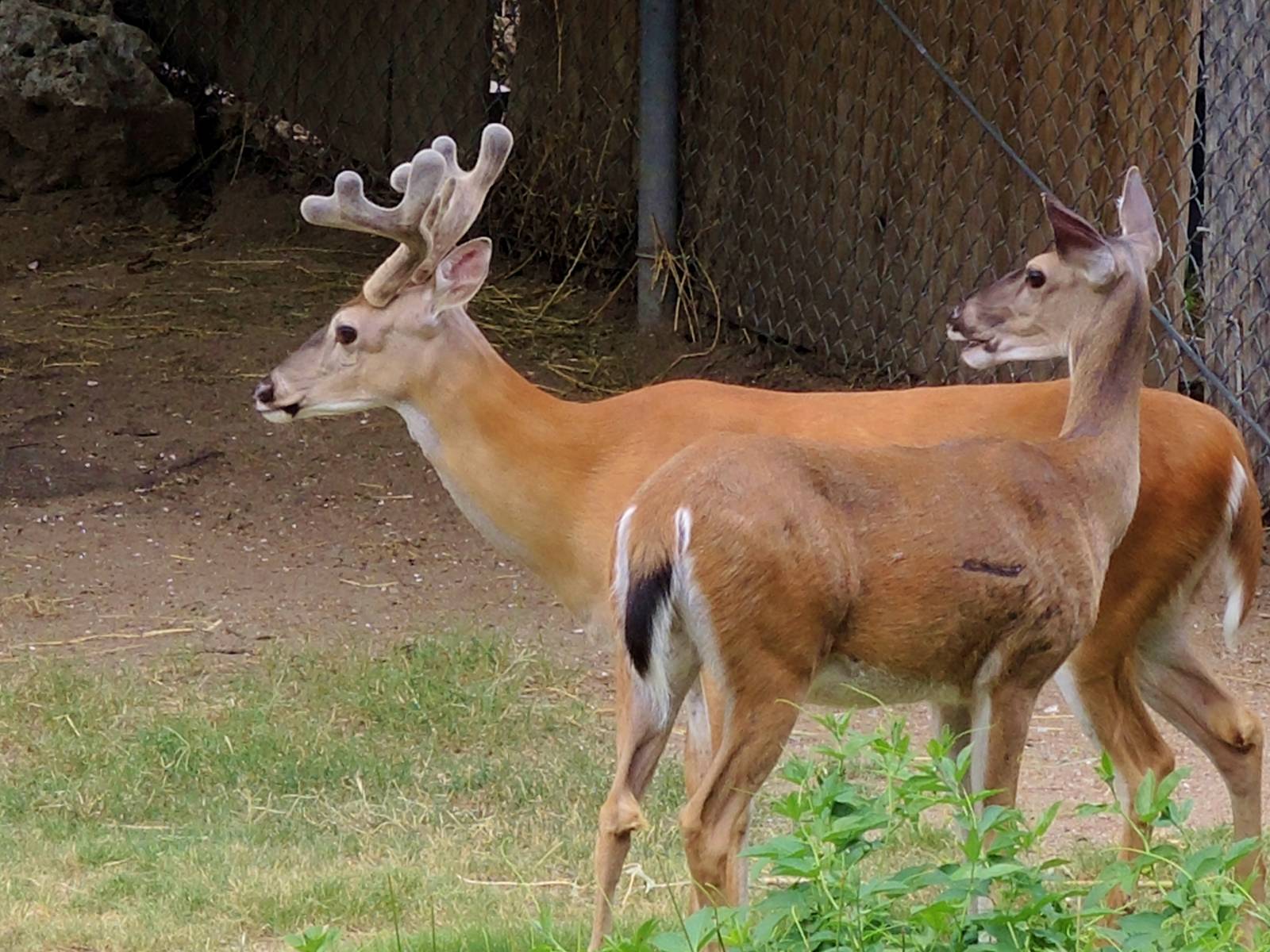Wildlife Trek - Life in the Forest