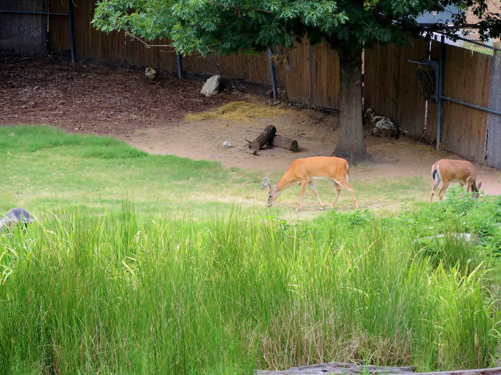 Wildlife Trek - Life in the Forest