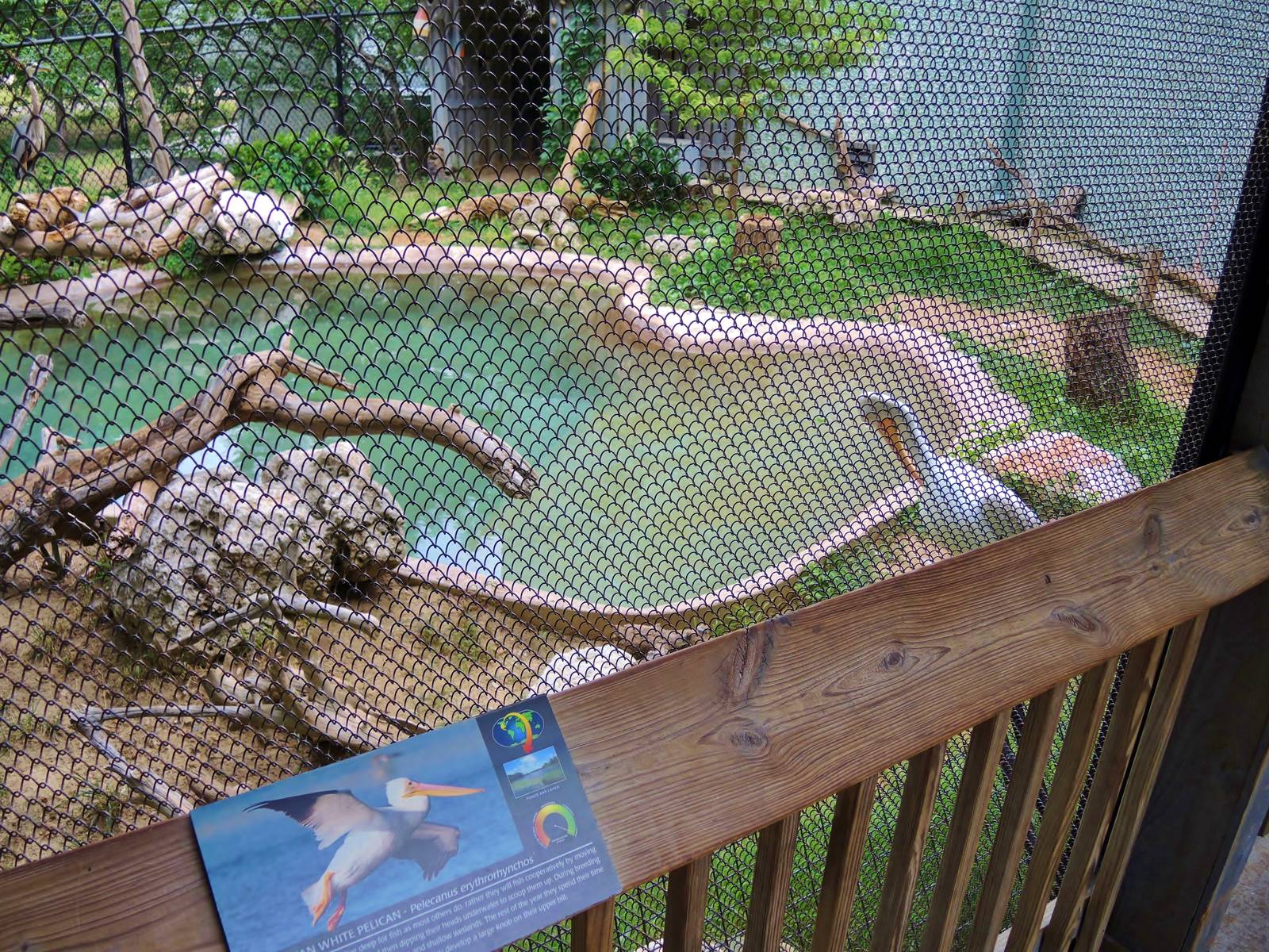 Wildlife Trek - Life in the Water