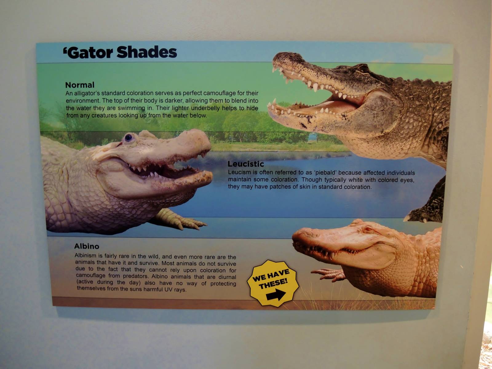 Wildlife Trek - Life in the Water