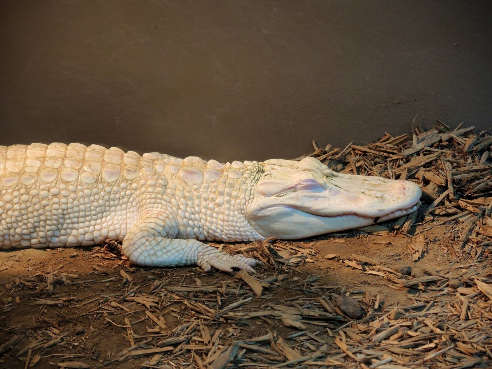 Wildlife Trek - Life in the Water