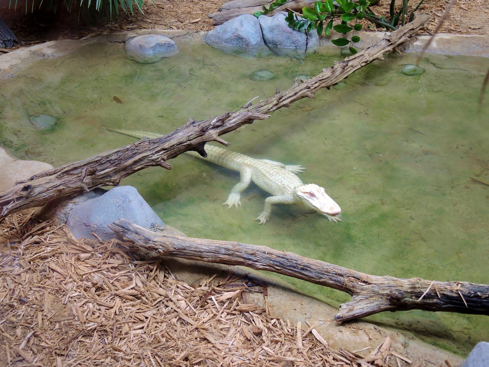 Wildlife Trek - Life in the Water