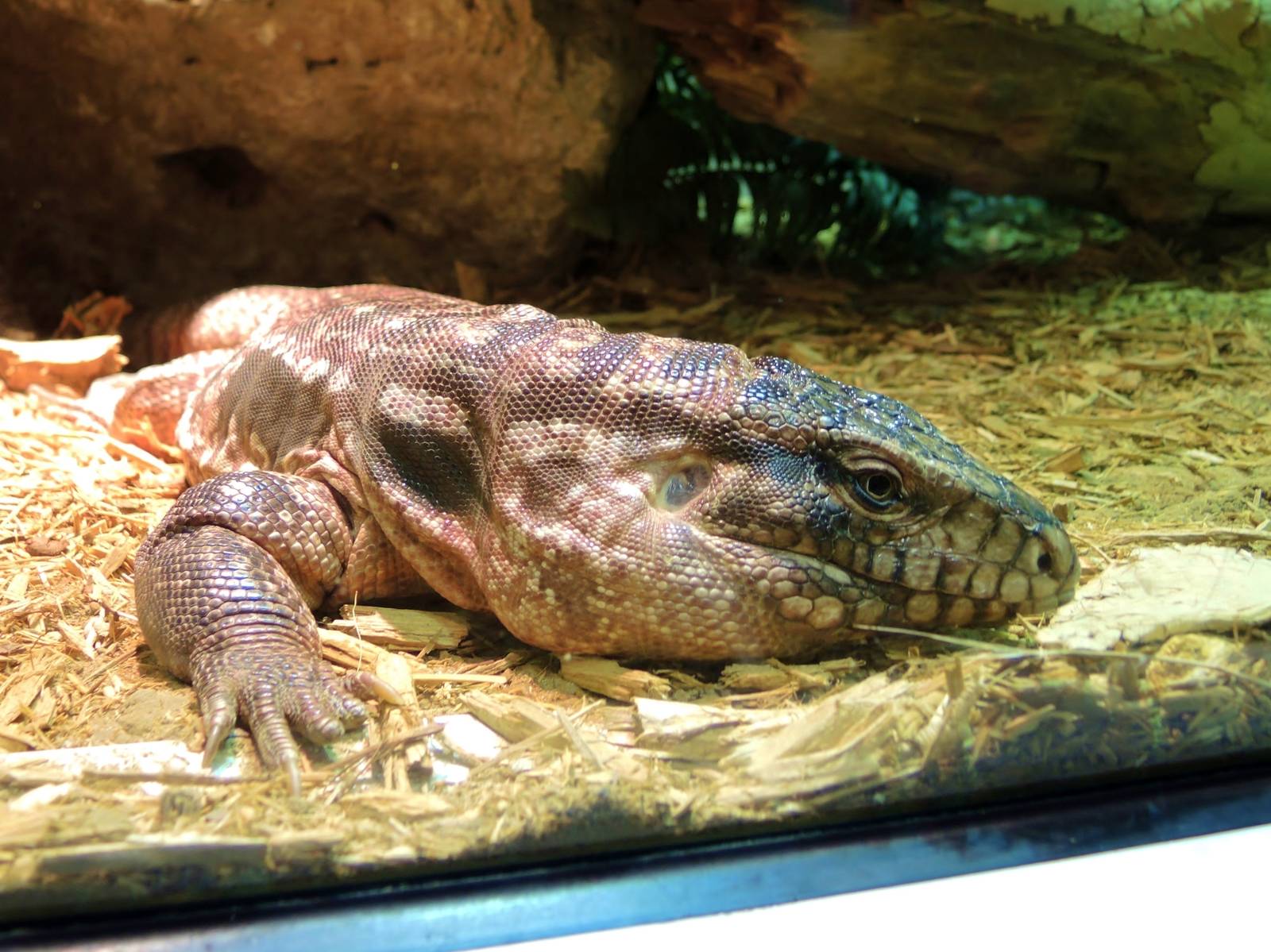 Wildlife Trek - Life in the Water