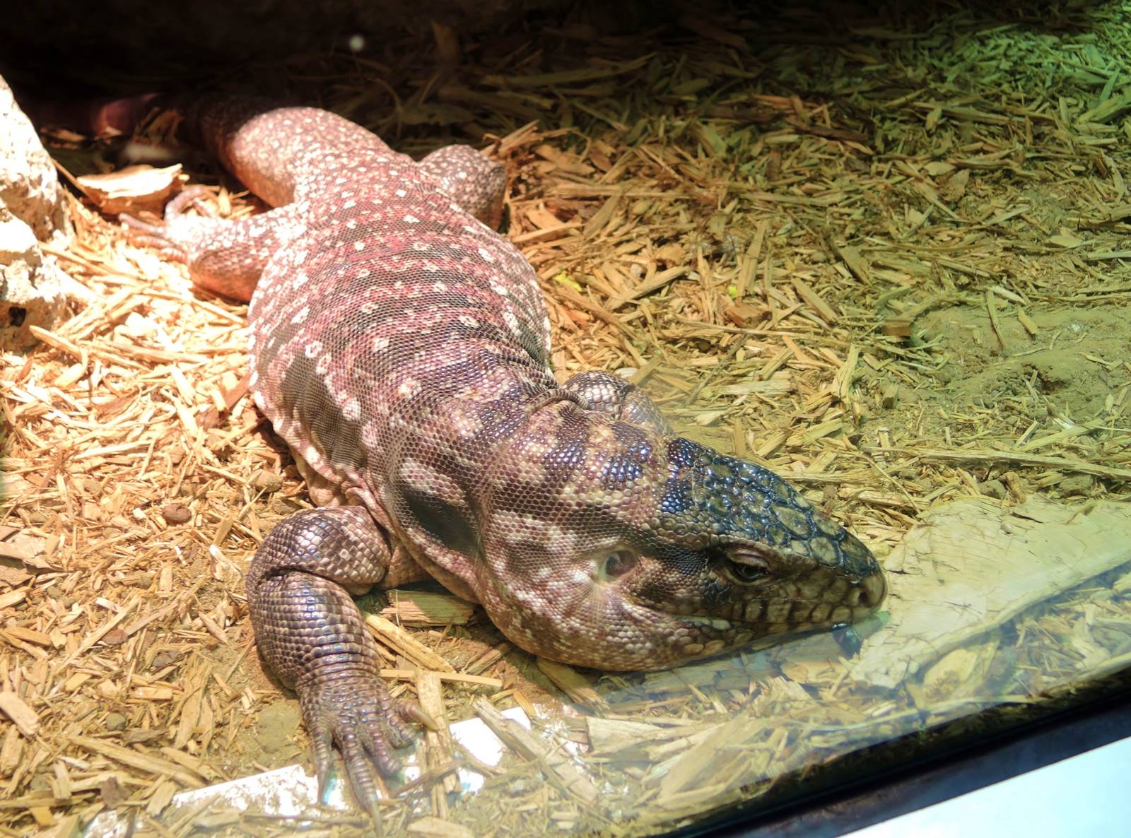 Wildlife Trek - Life in the Water