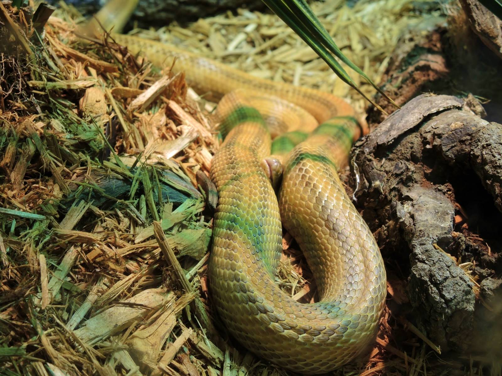 Wildlife Trek - Life in the Water