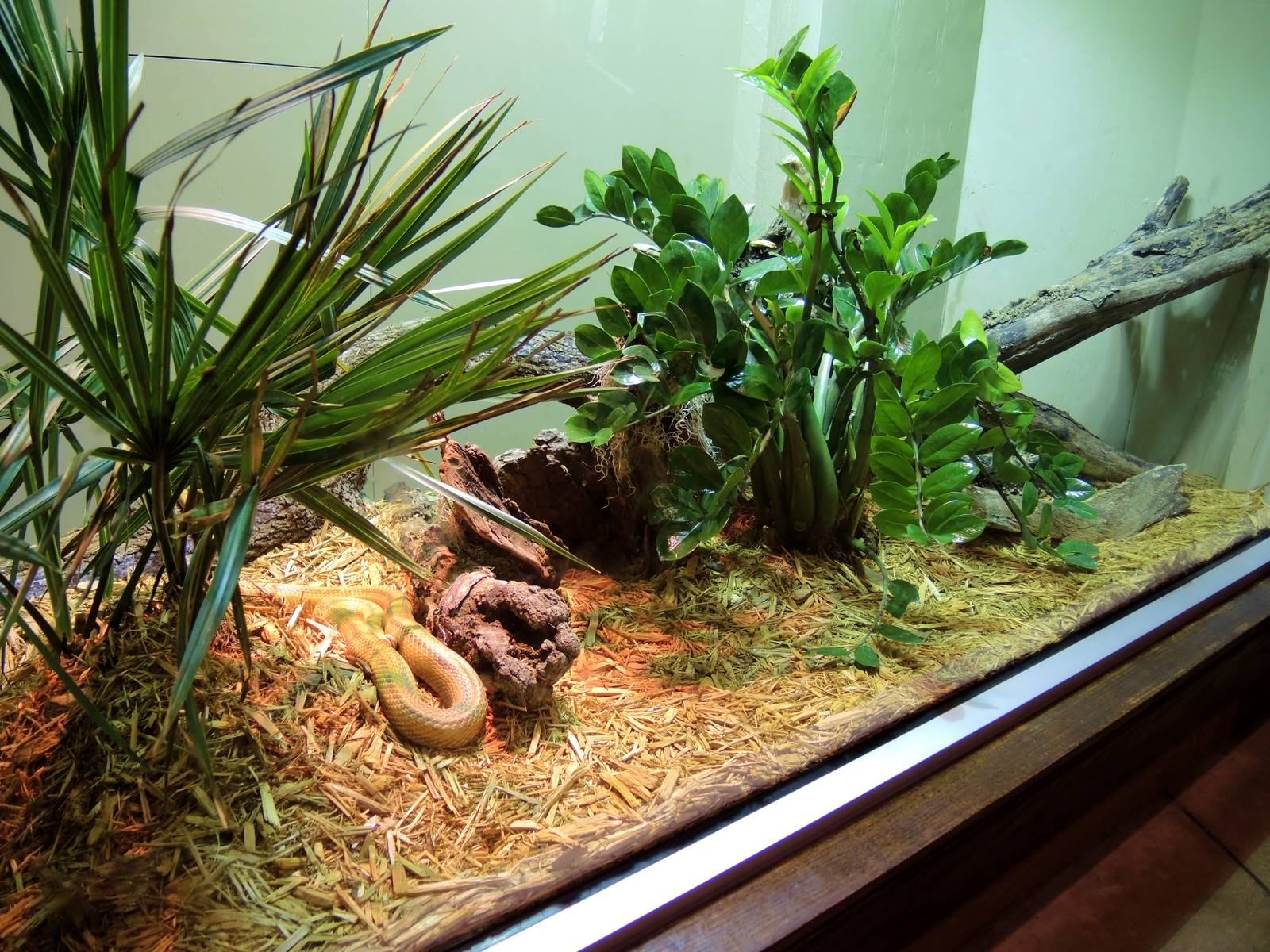 Wildlife Trek - Life in the Water