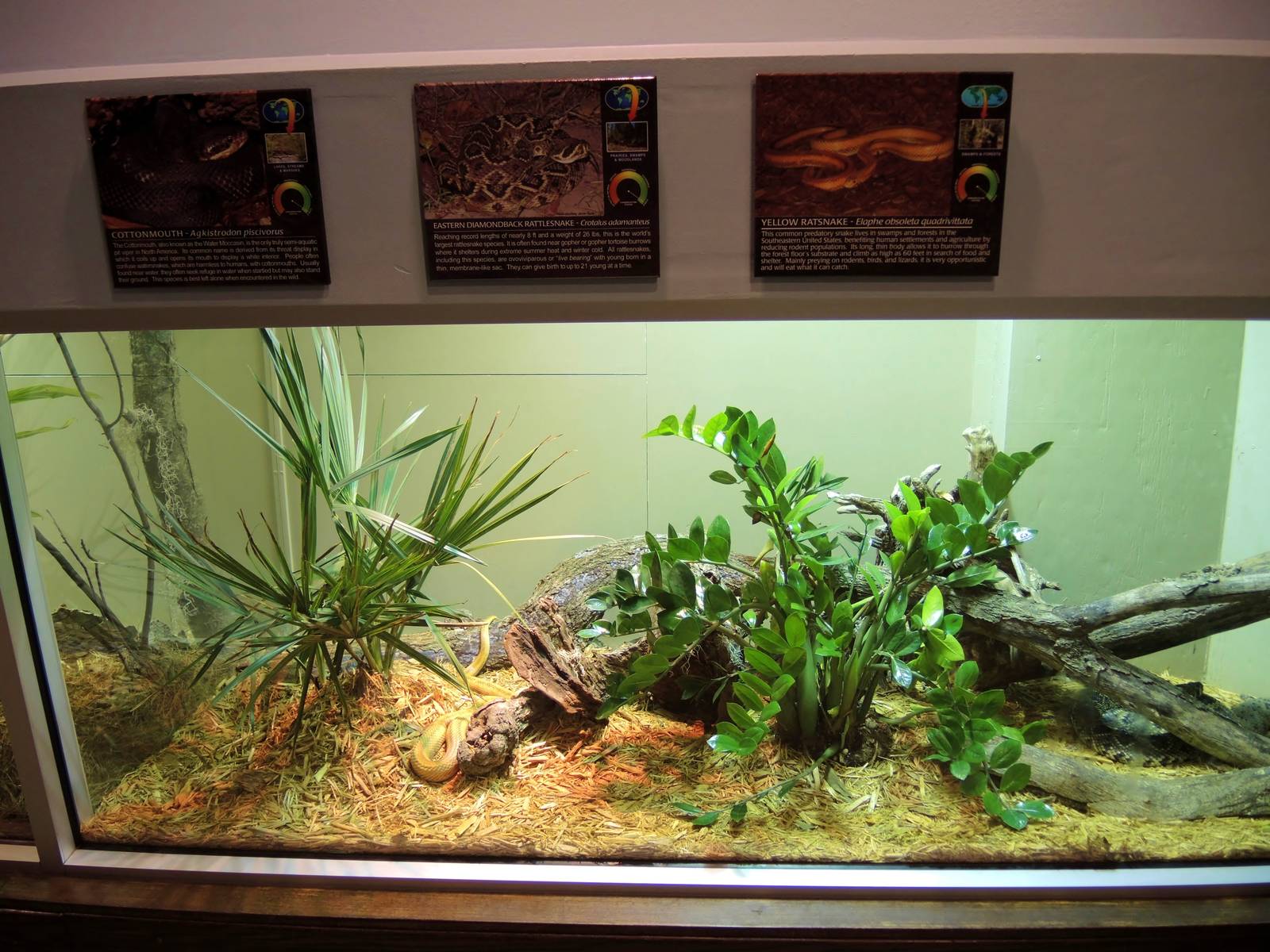 Wildlife Trek - Life in the Water