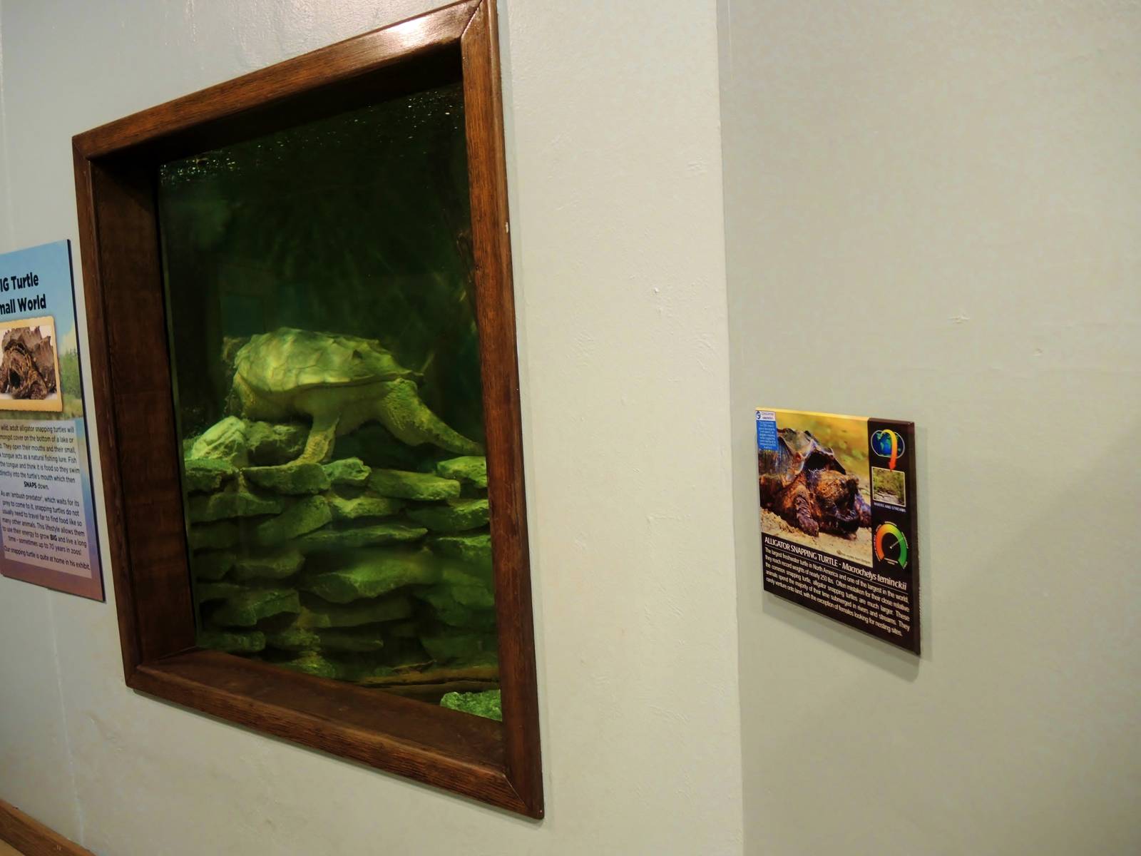 Wildlife Trek - Life in the Water