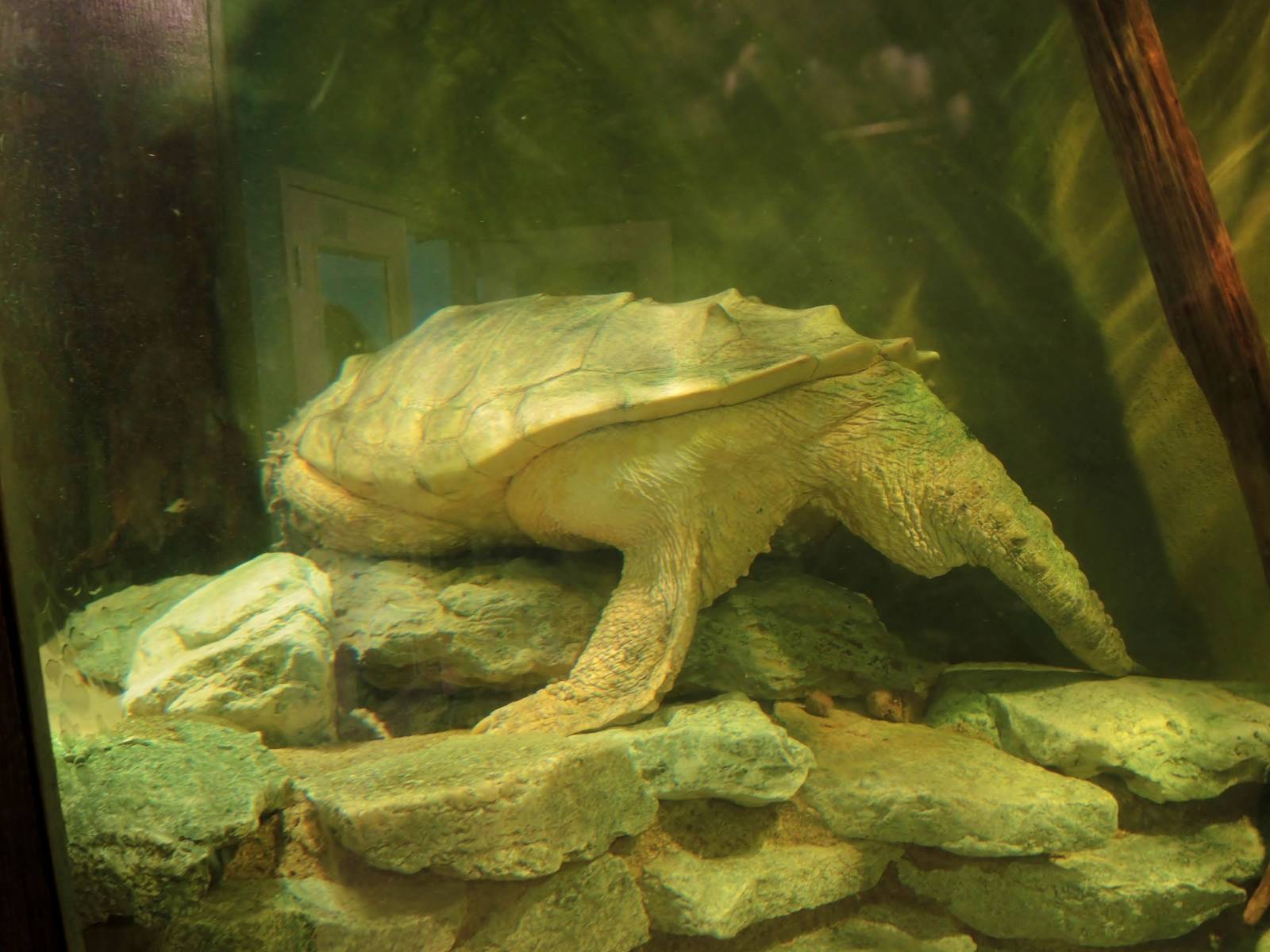 Wildlife Trek - Life in the Water