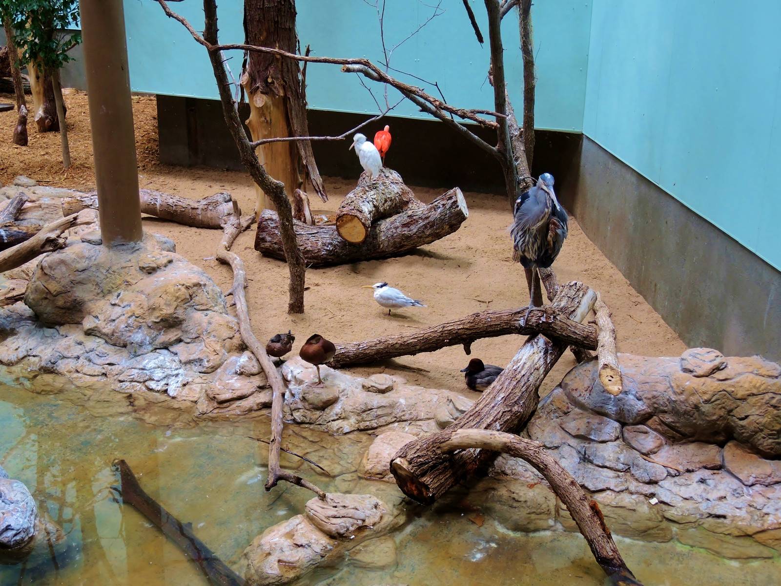 Wildlife Trek - Life in the Water