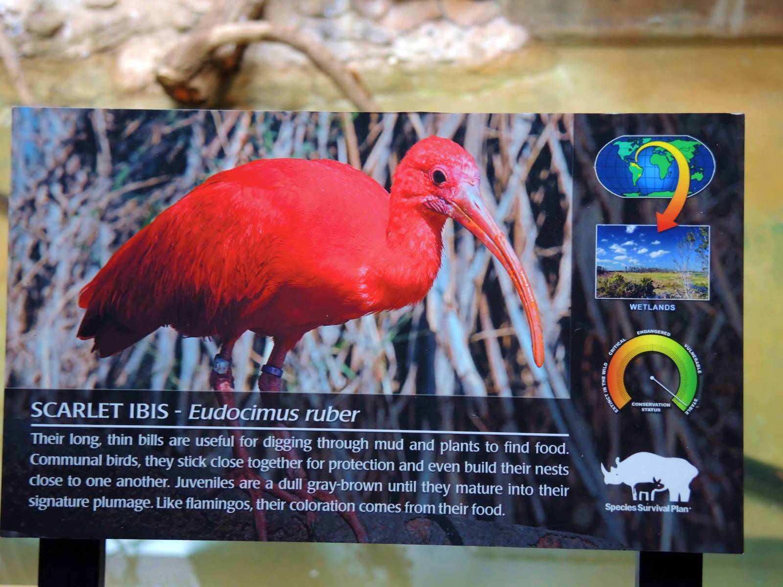 Wildlife Trek - Life in the Water