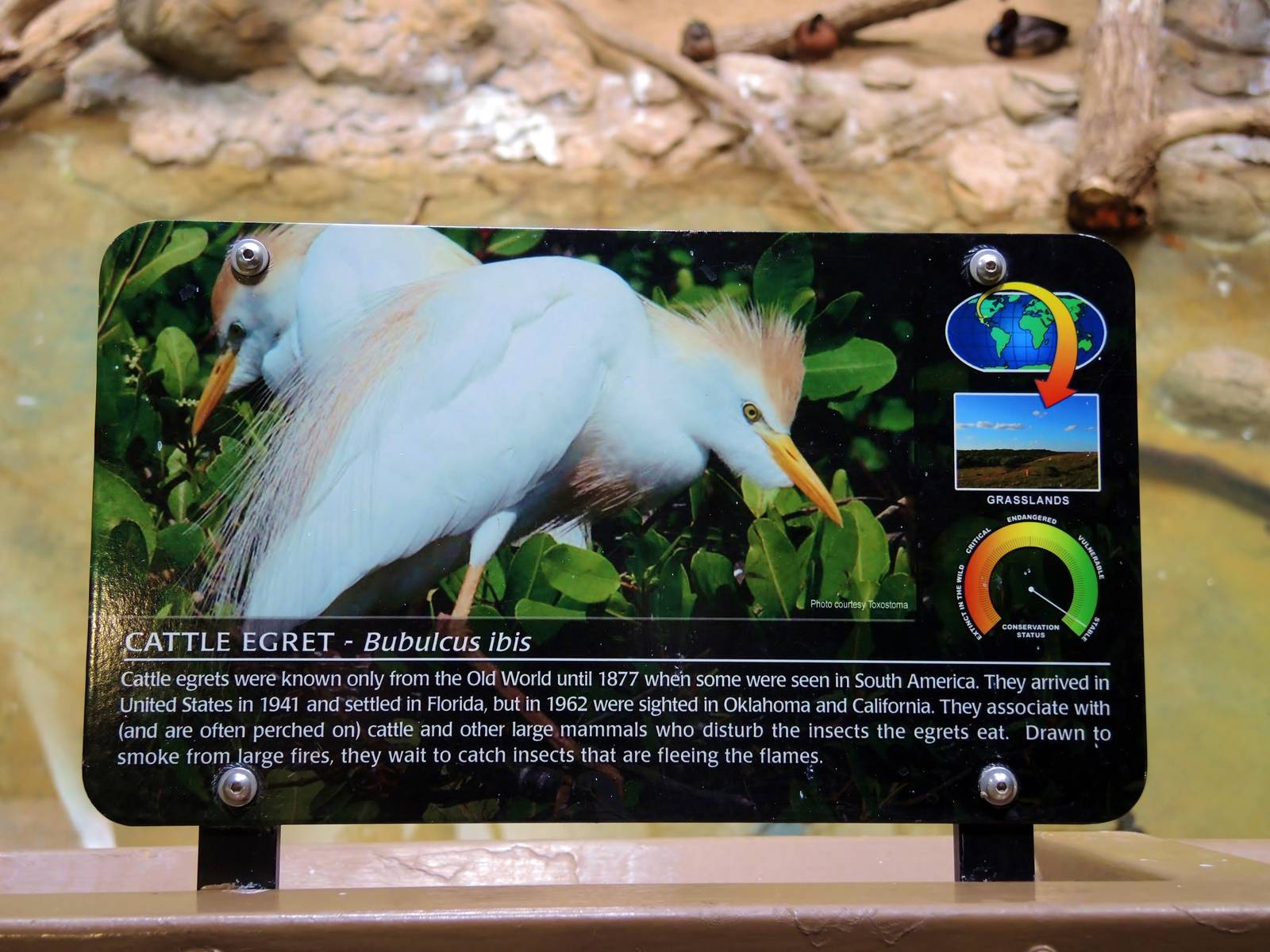 Wildlife Trek - Life in the Water