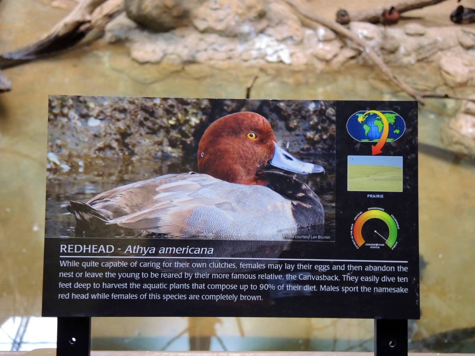 Wildlife Trek - Life in the Water