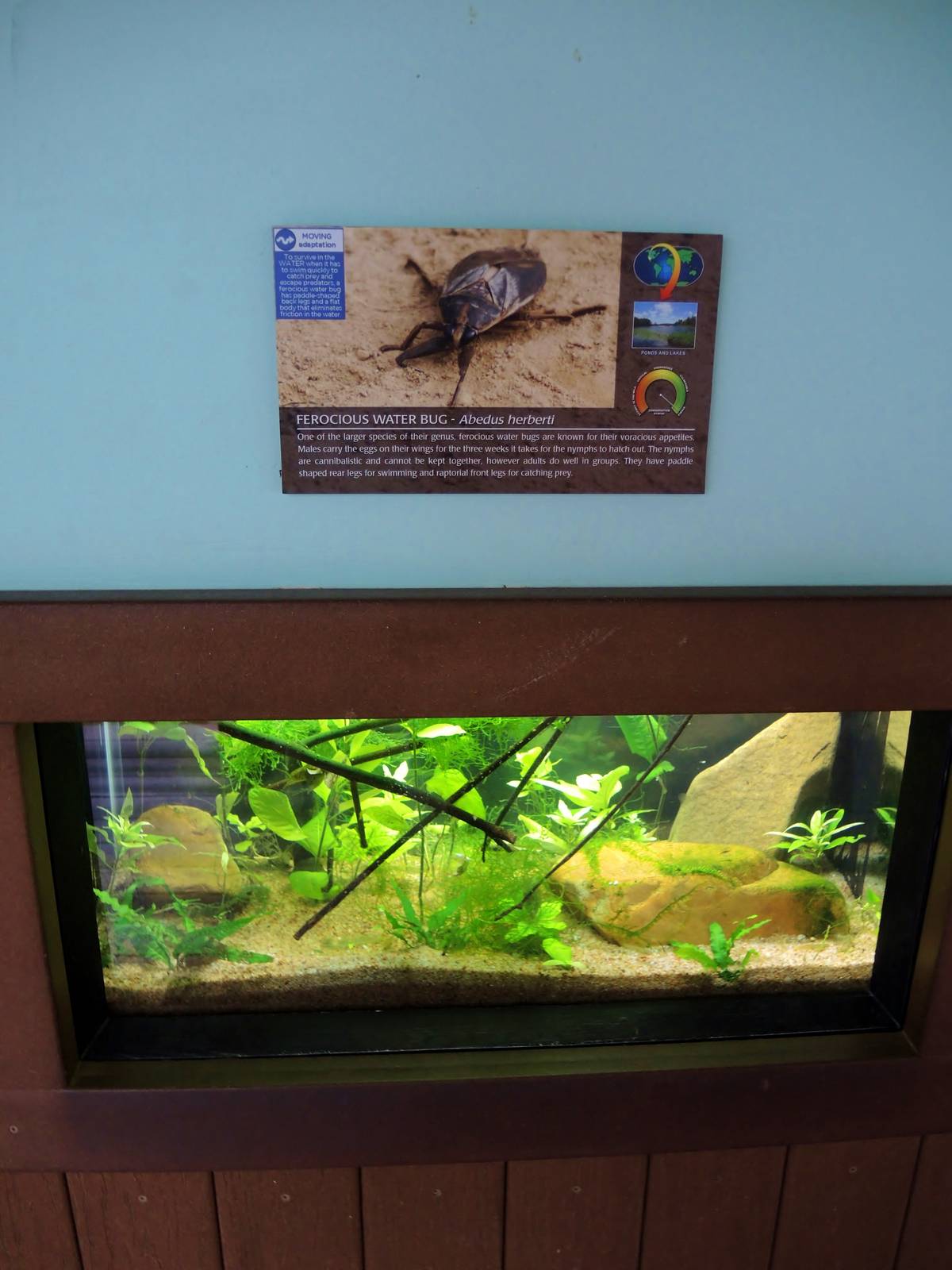 Wildlife Trek - Life in the Water