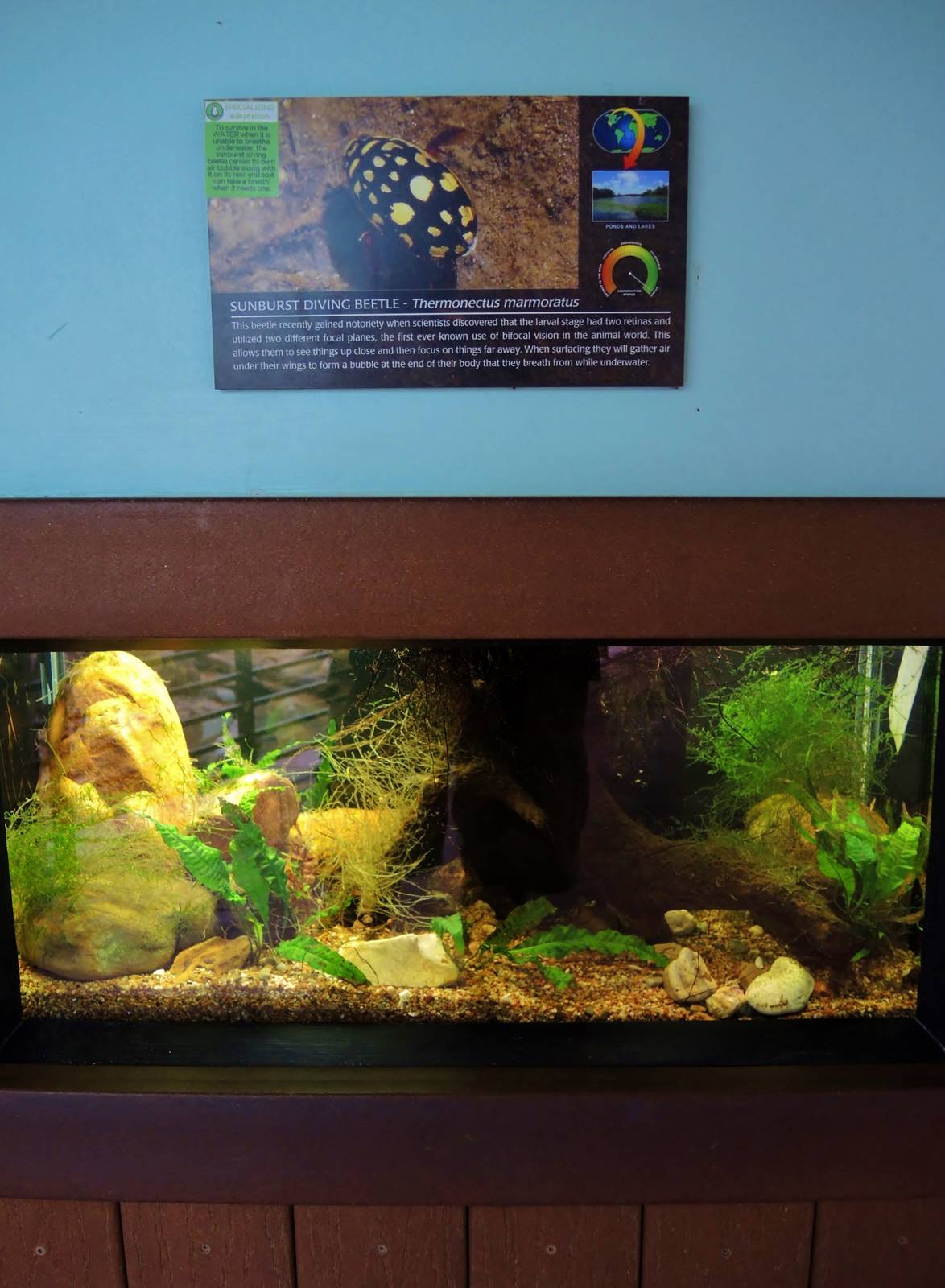 Wildlife Trek - Life in the Water