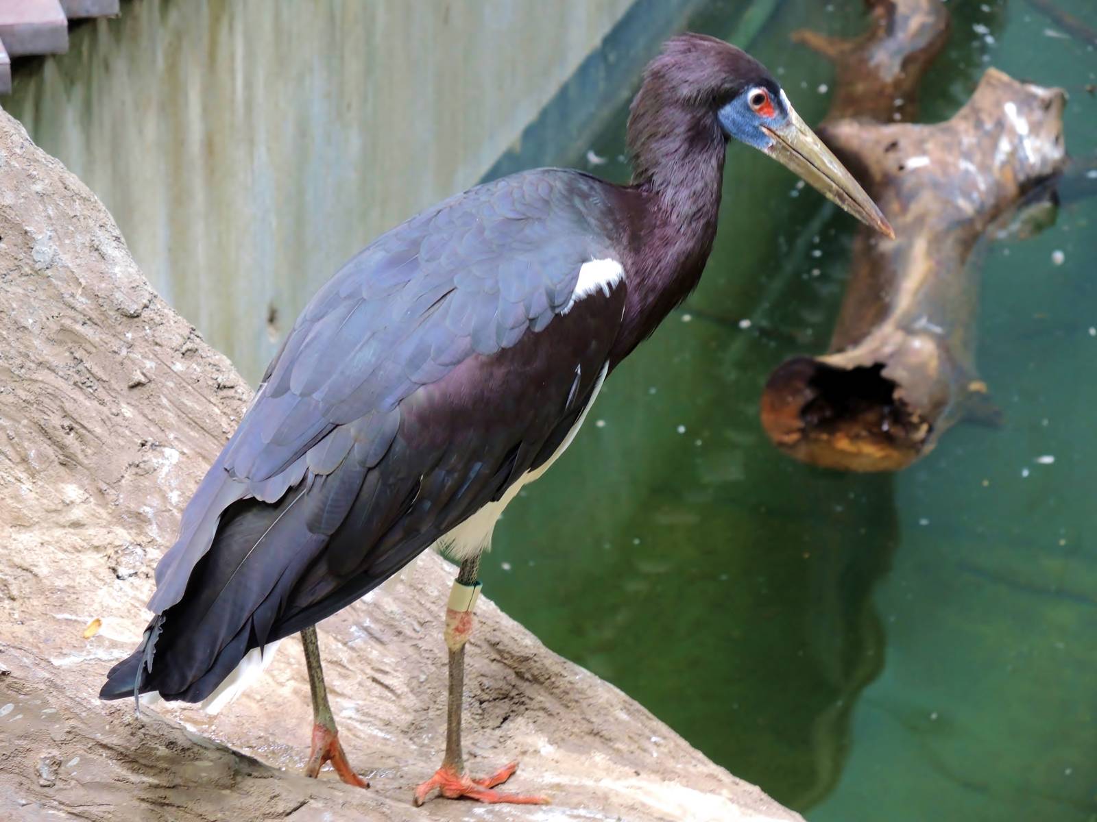 Wildlife Trek - Life in the Water