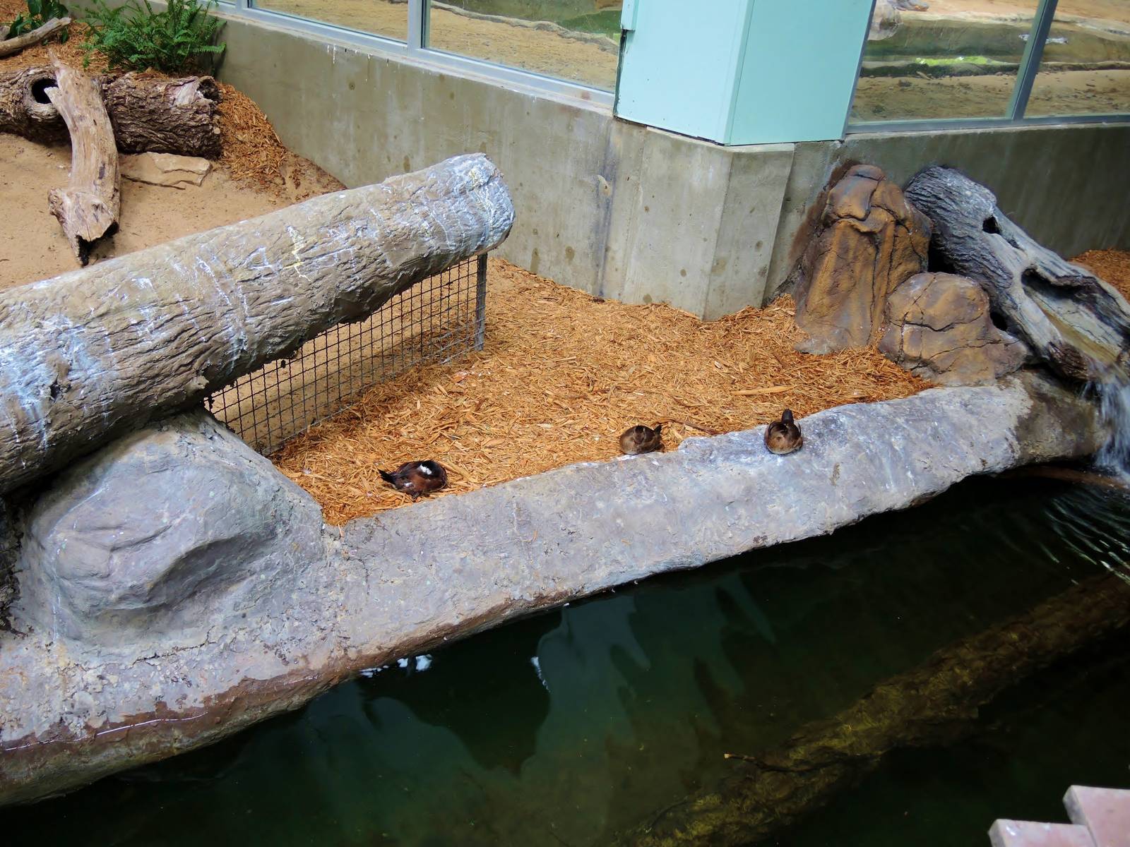 Wildlife Trek - Life in the Water