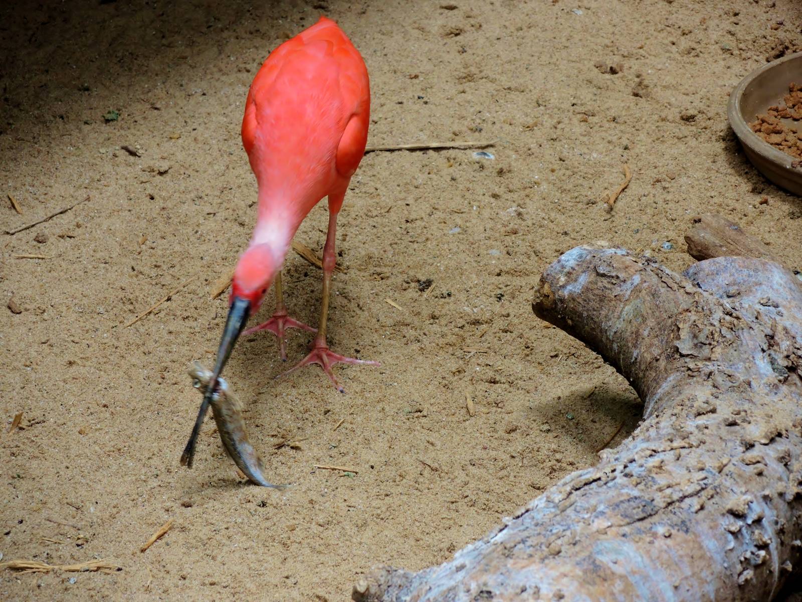 Wildlife Trek - Life in the Water