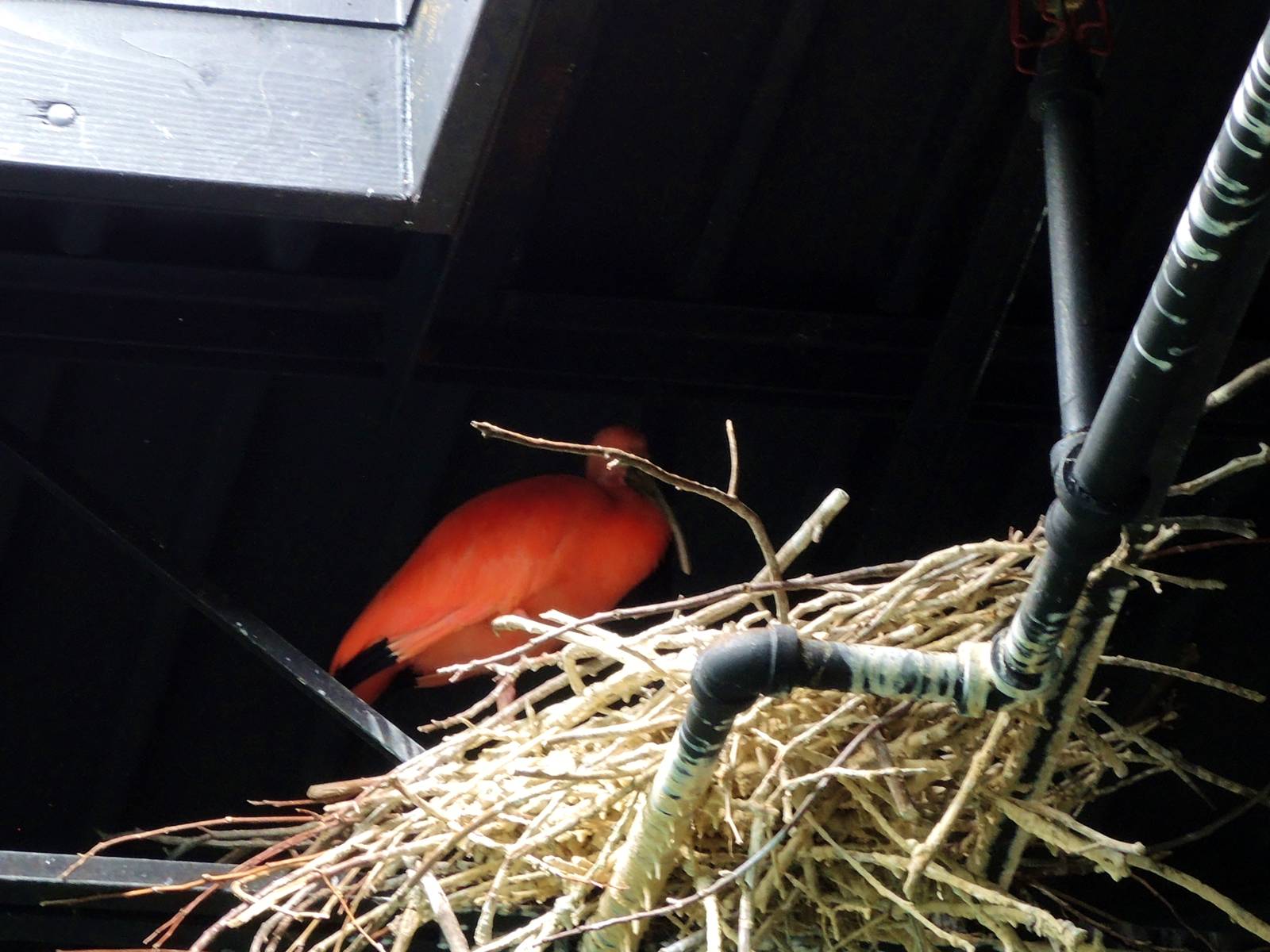 Wildlife Trek - Life in the Water
