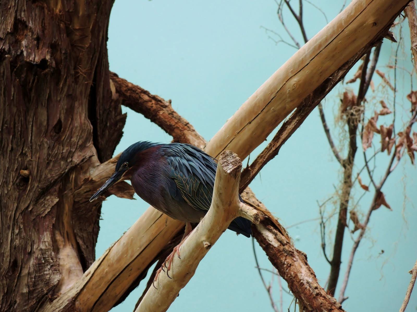 Wildlife Trek - Life in the Water