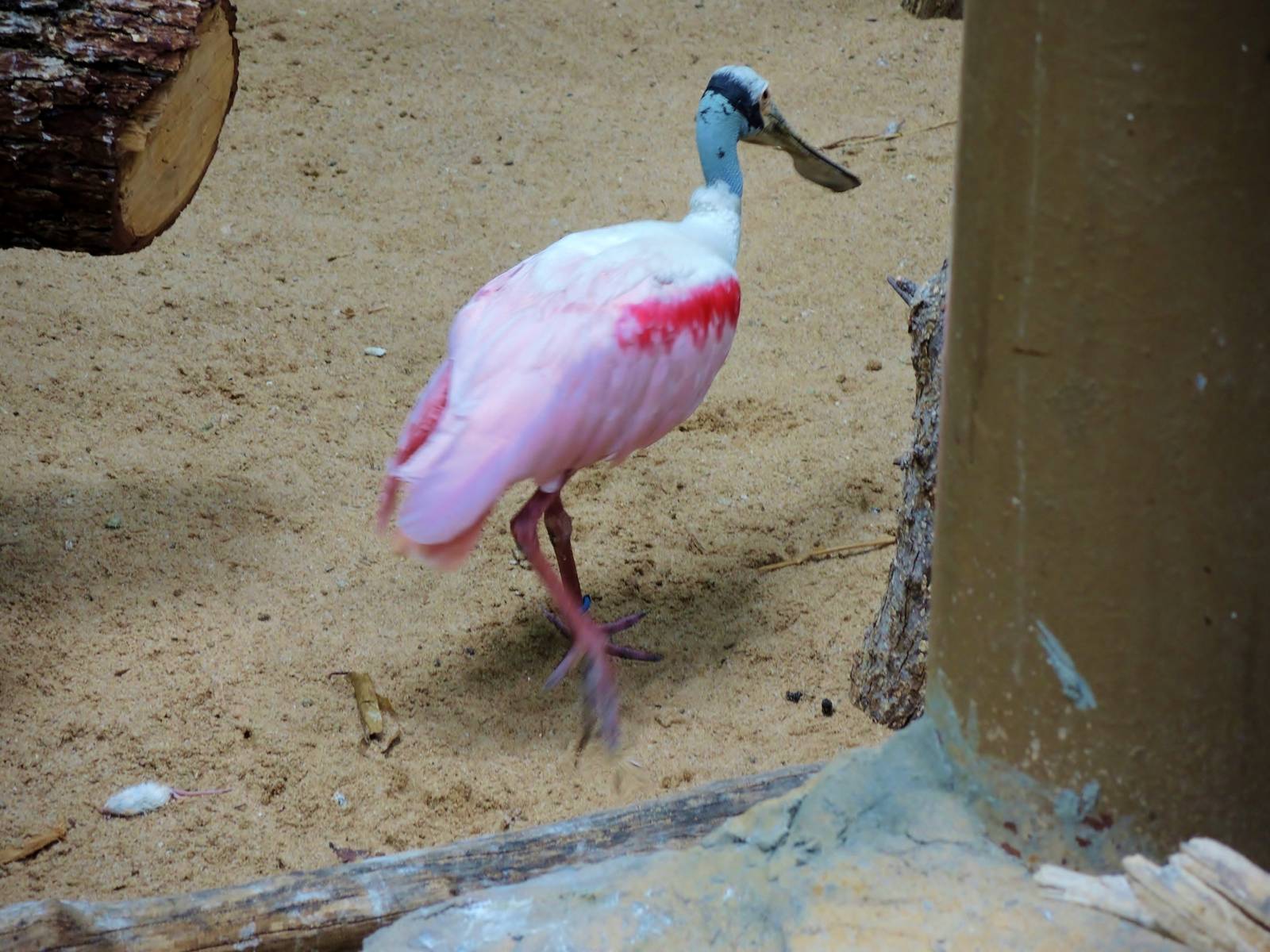 Wildlife Trek - Life in the Water