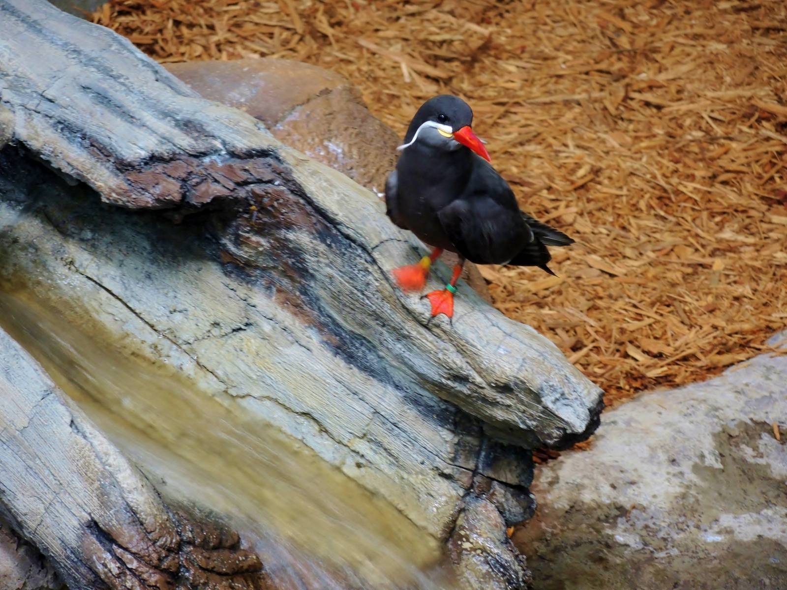 Wildlife Trek - Life in the Water