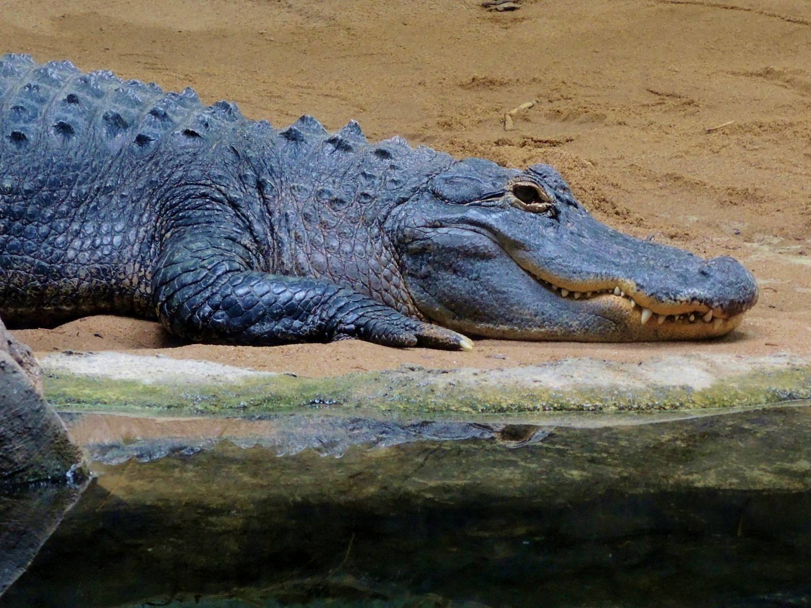 Wildlife Trek - Life in the Water