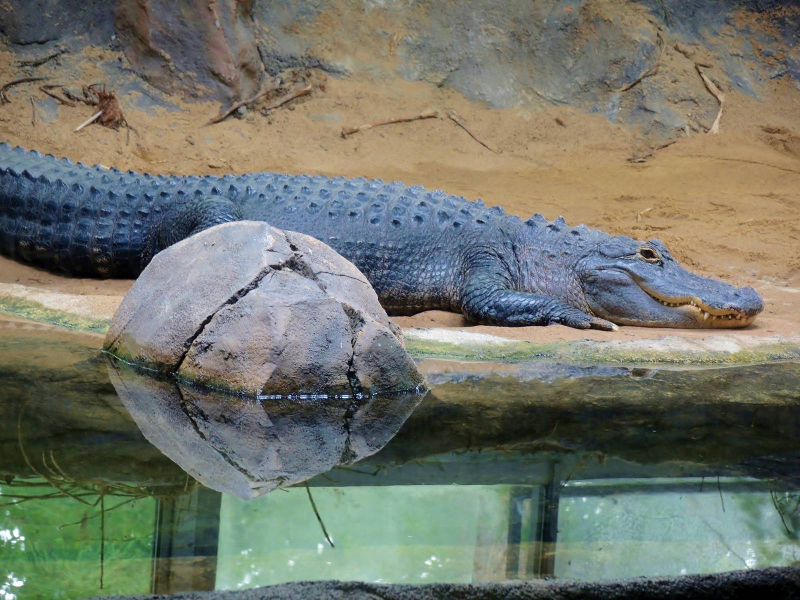 Wildlife Trek - Life in the Water