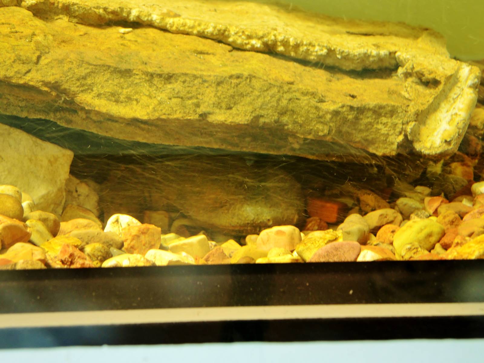 Wildlife Trek - Life in the Water