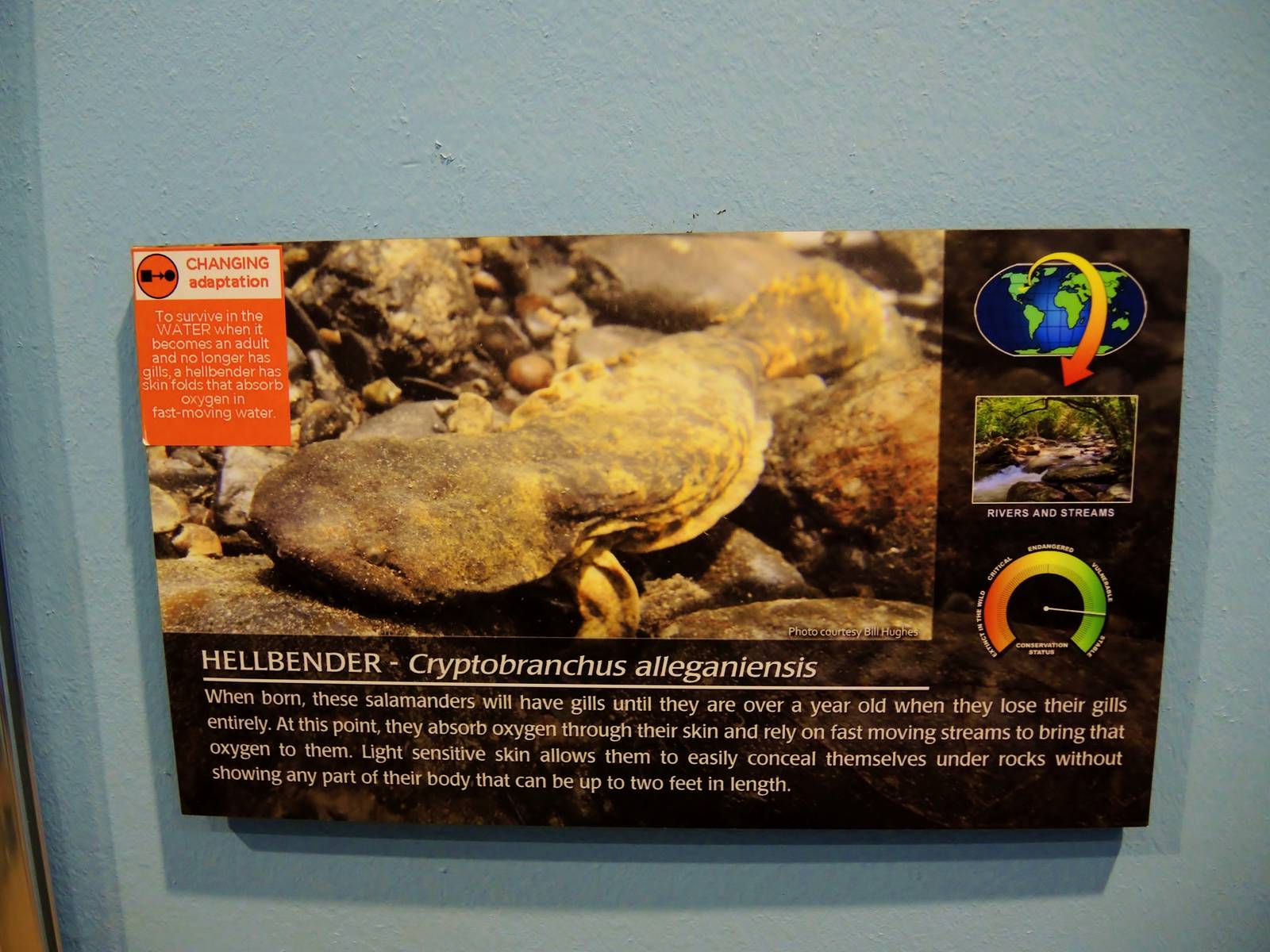 Wildlife Trek - Life in the Water