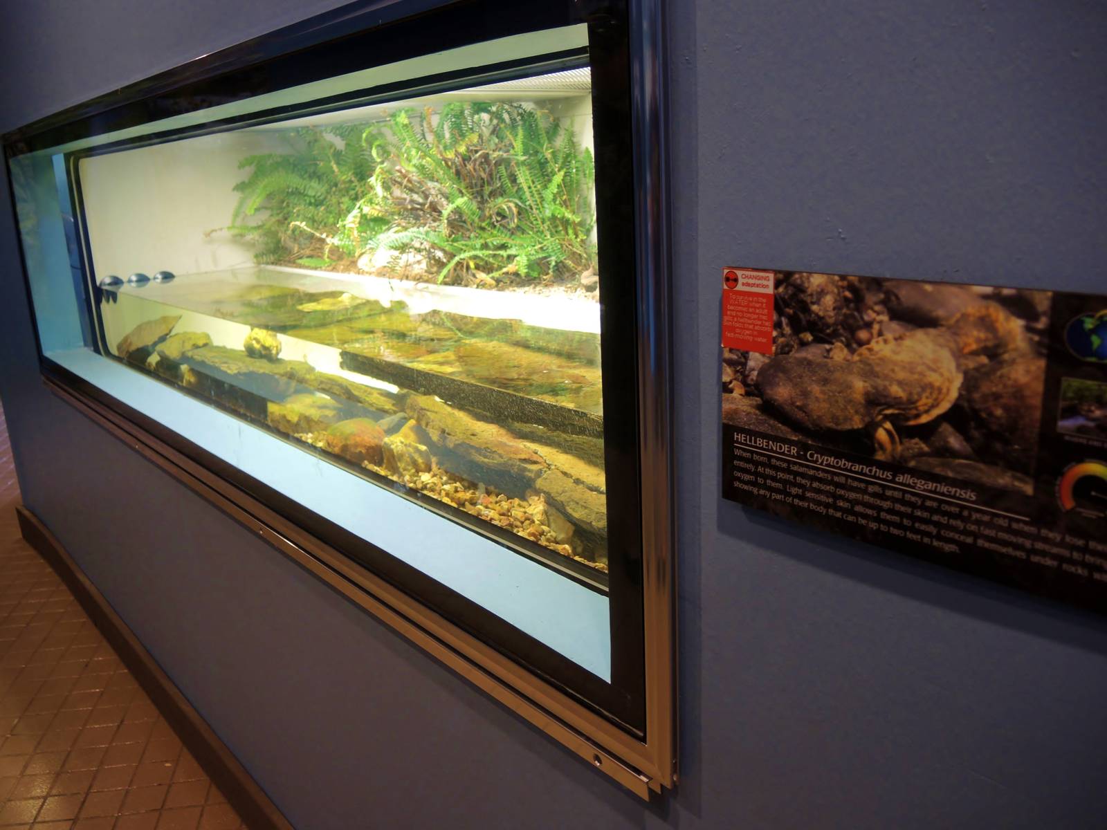 Wildlife Trek - Life in the Water