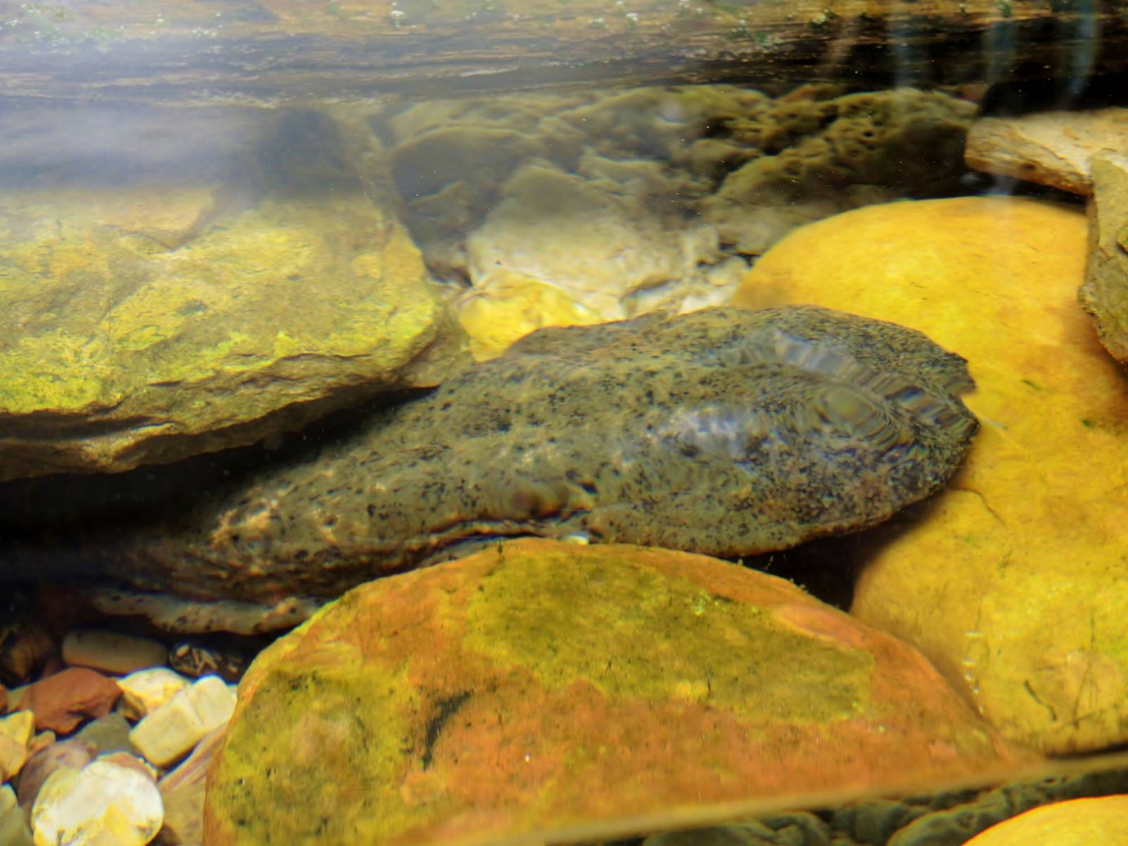 Wildlife Trek - Life in the Water