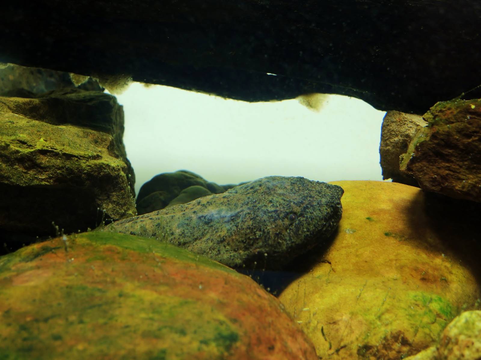 Wildlife Trek - Life in the Water