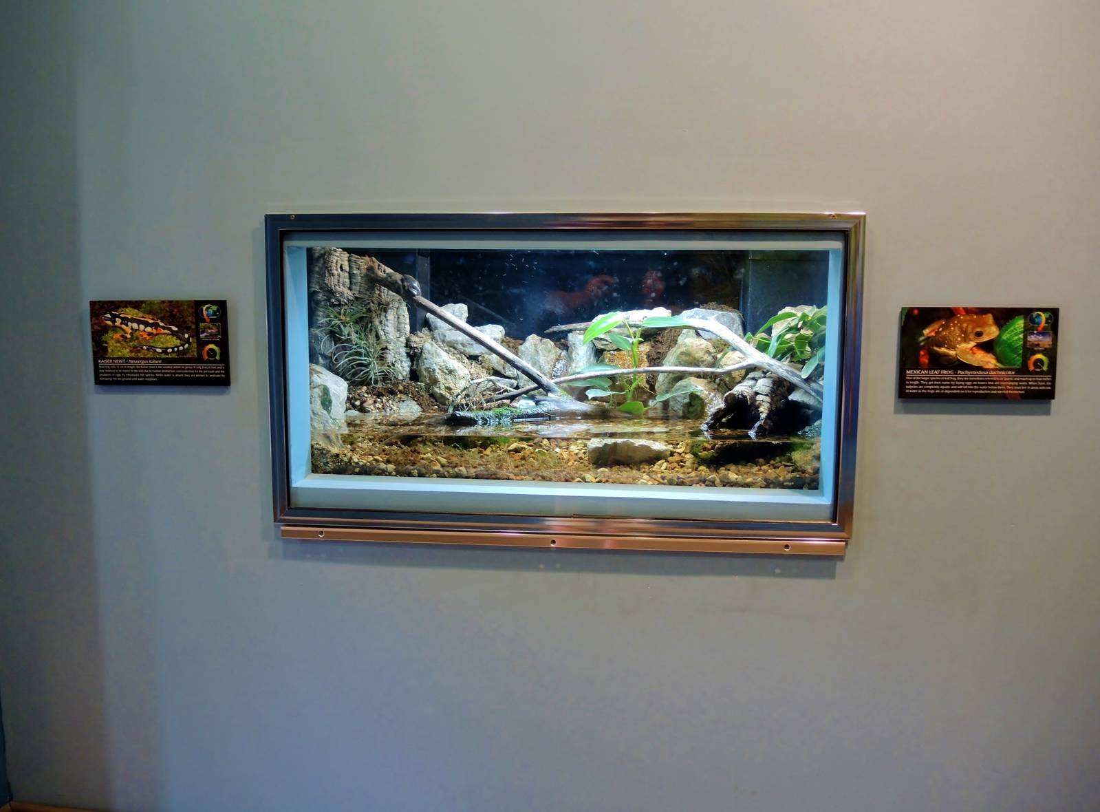 Wildlife Trek - Life in the Water