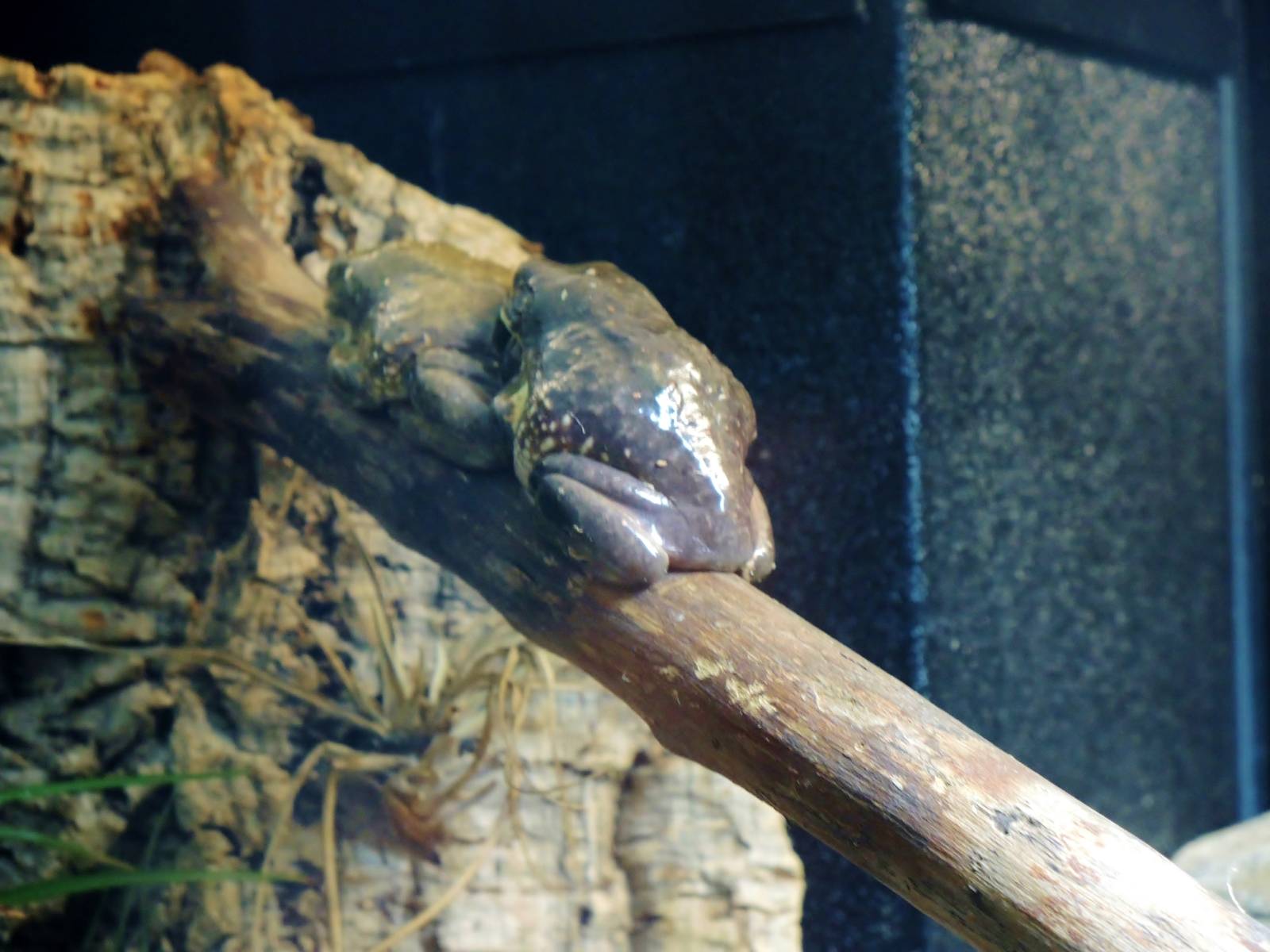 Wildlife Trek - Life in the Water