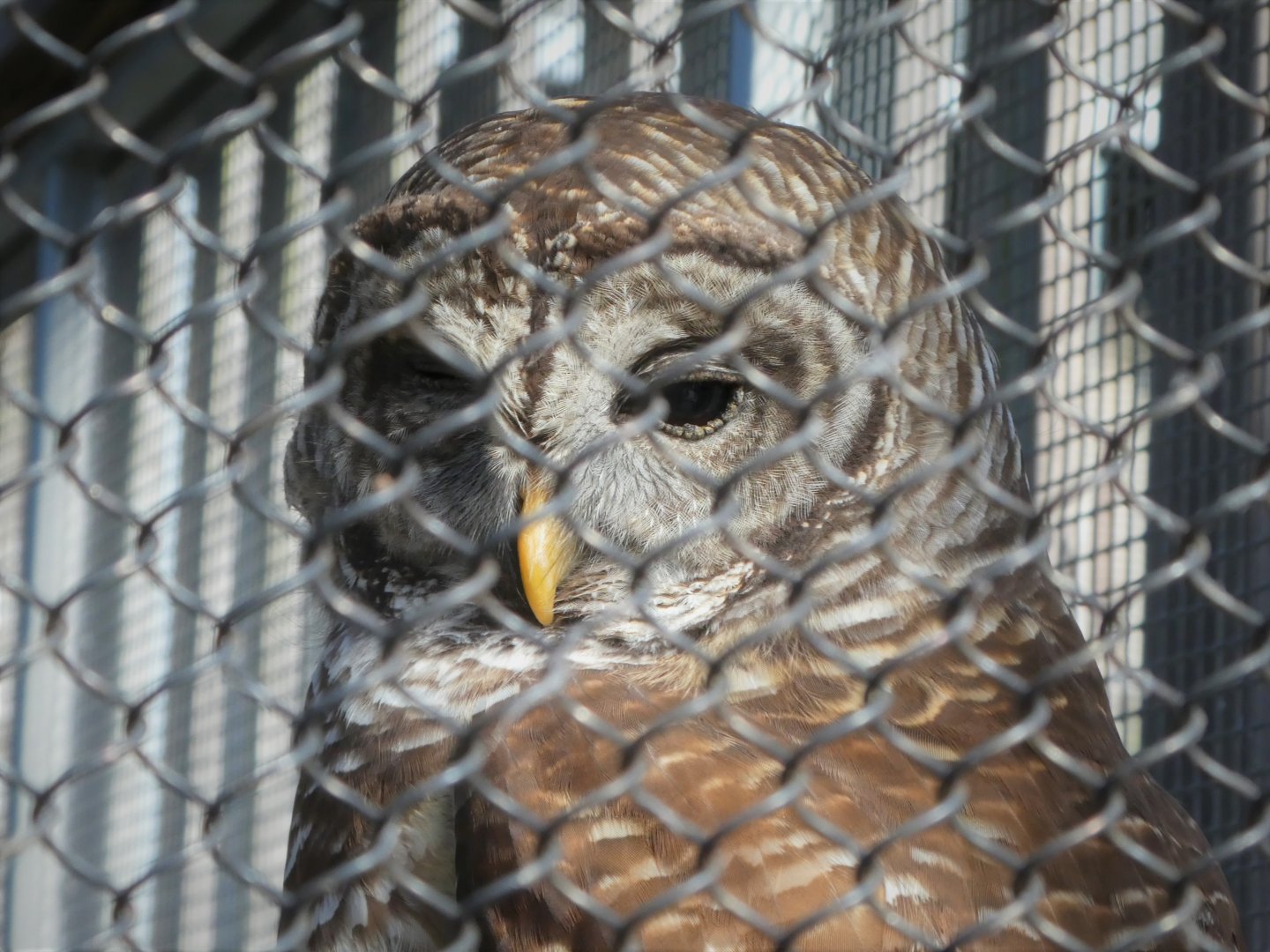 Wildlife Viewing Pavilion - Barred Owl - Olive
