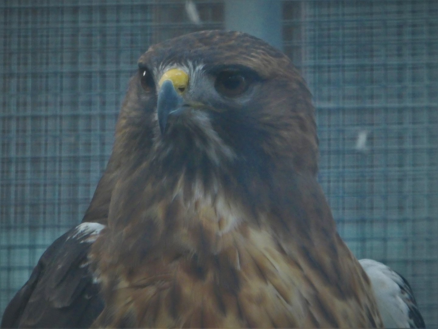 Wildlife Viewing Pavilion - Florida Red-tailed Hawk - Horatio