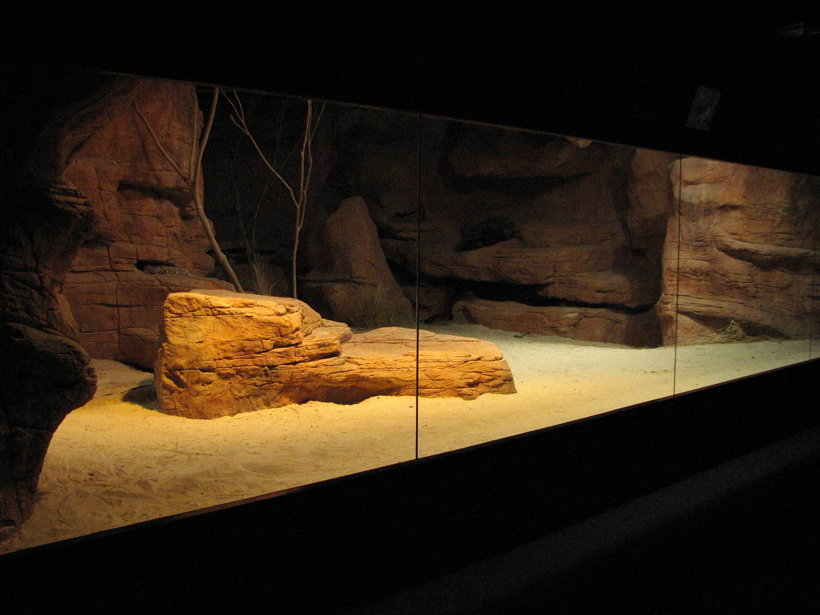 Wildlife World 2007 - Front of the Perentie exhibit
